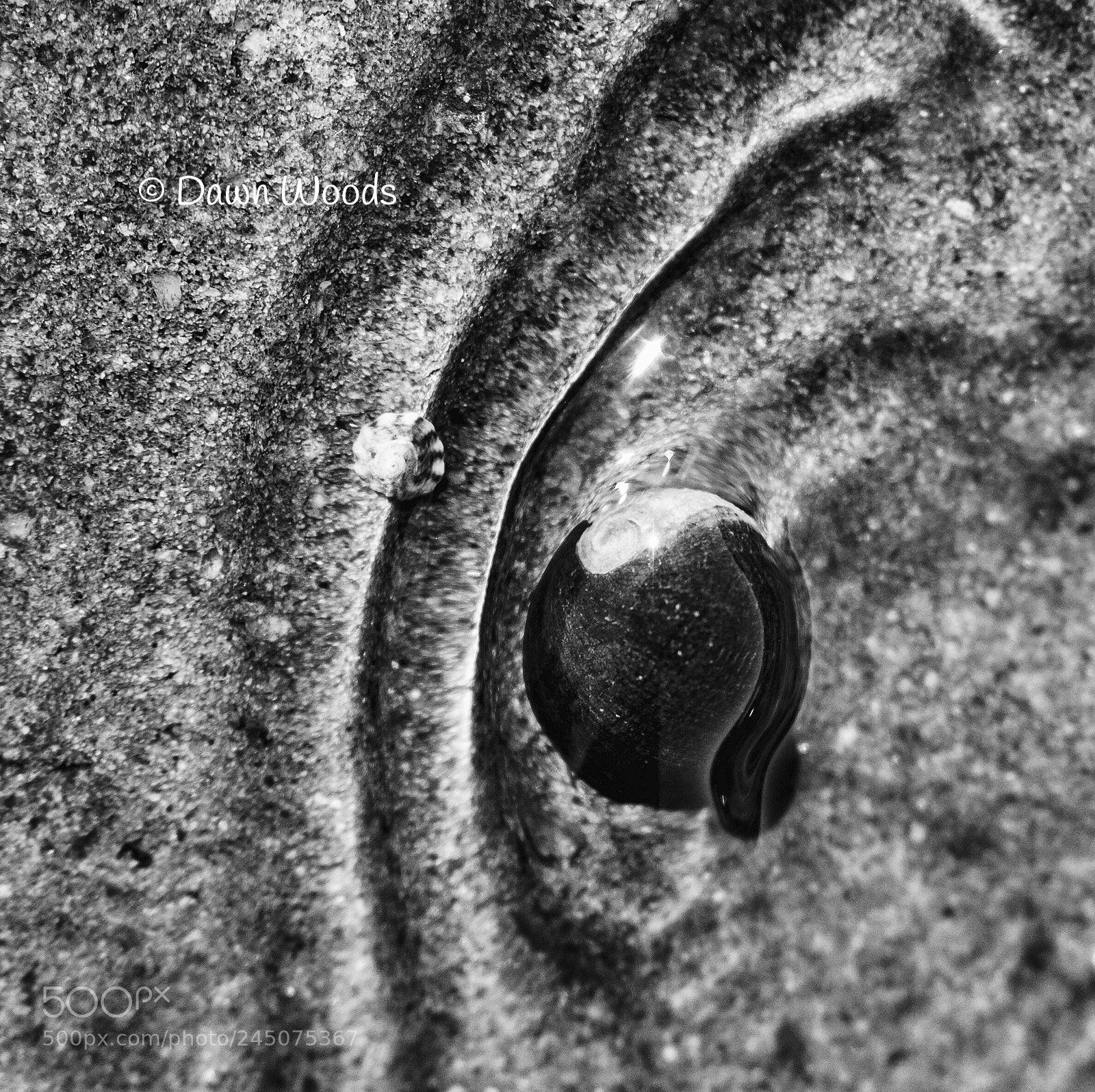 Olympus OM-D E-M1 Mark II sample photo. Life under surface tension photography