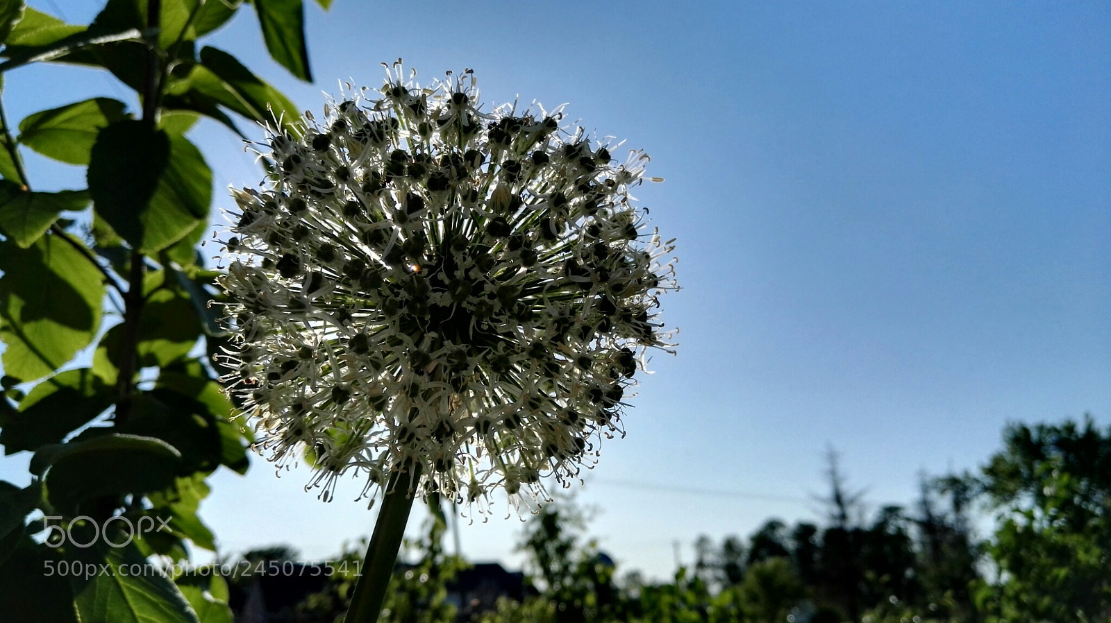 HUAWEI P8 sample photo. Sun is hiding there photography