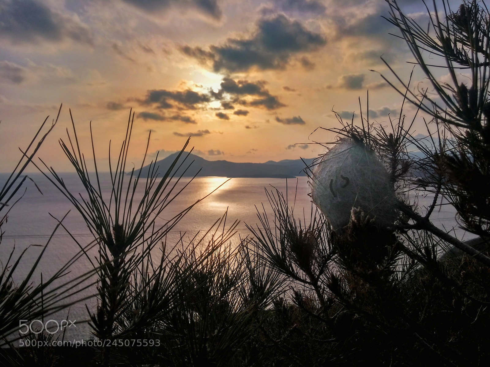 LG G3 sample photo. Sunset and the thaumetopoea photography