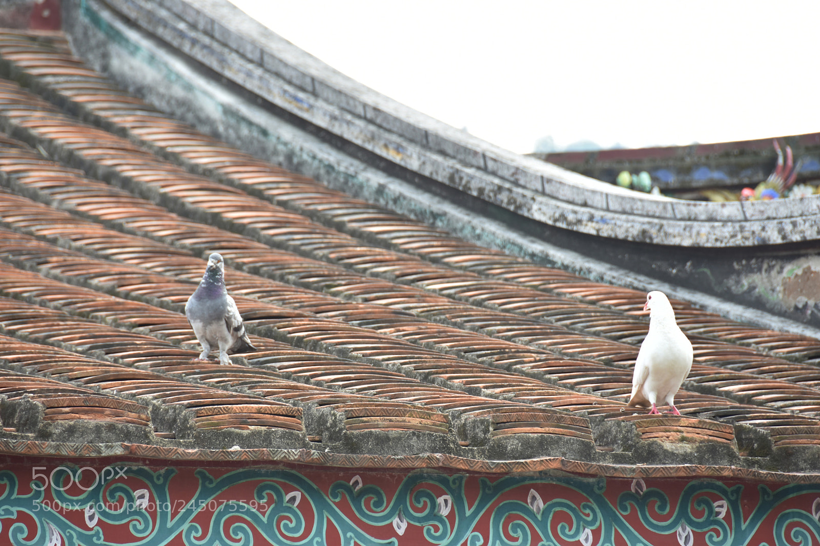 Nikon D7200 sample photo. Gaze & gaze photography