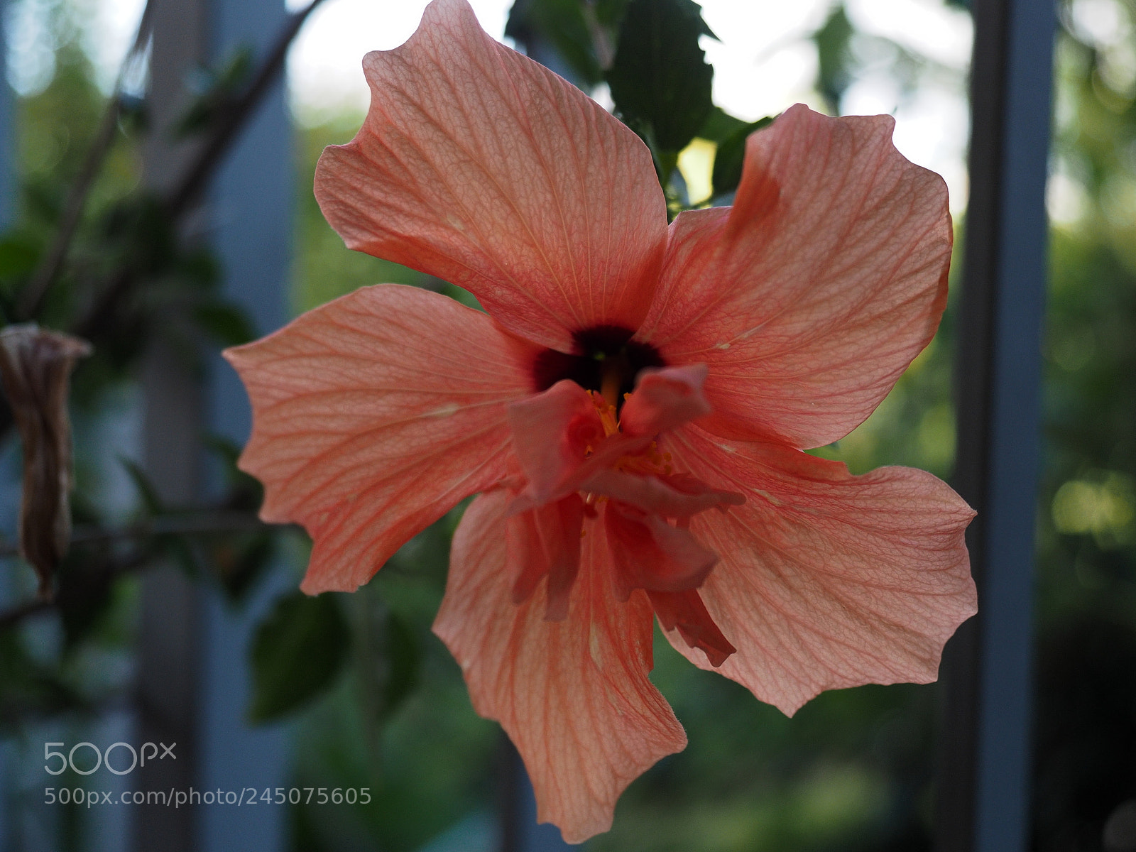 Olympus OM-D E-M5 II sample photo. Ibiscus 17p9026383 20k em5ii photography