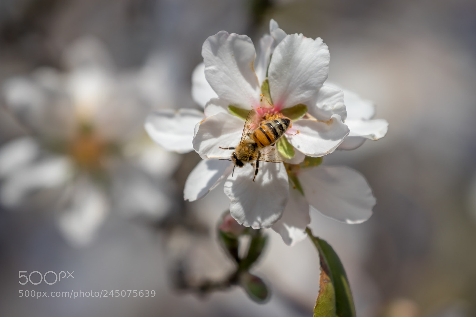 Canon EOS 80D sample photo. Almonds tree flowers photography