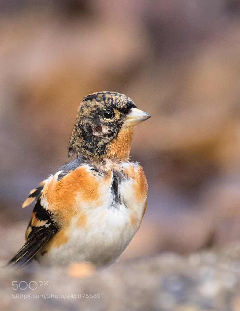 Canon EOS 7D Mark II sample photo. Finch photography