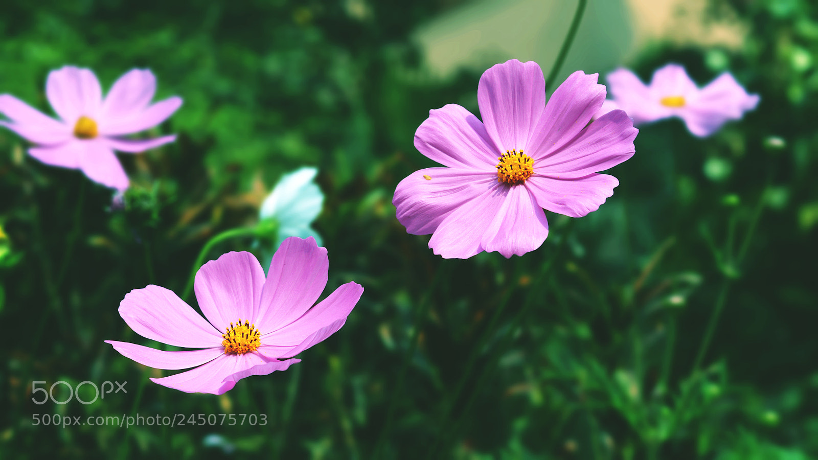 Nikon D5200 sample photo. Two out of four photography