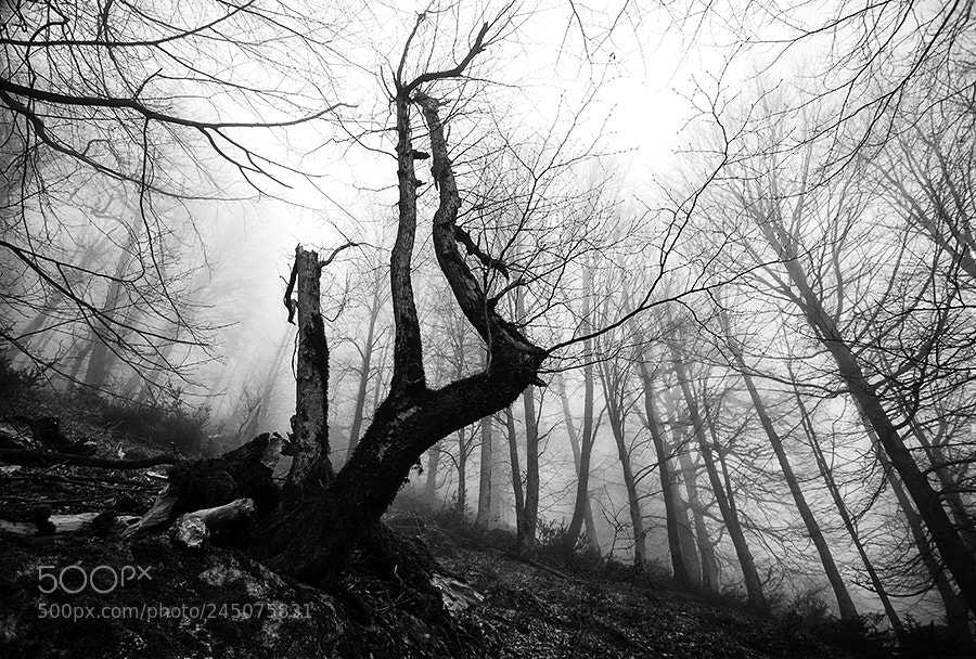 Canon EOS 5D sample photo. The trees of collection ?. photography