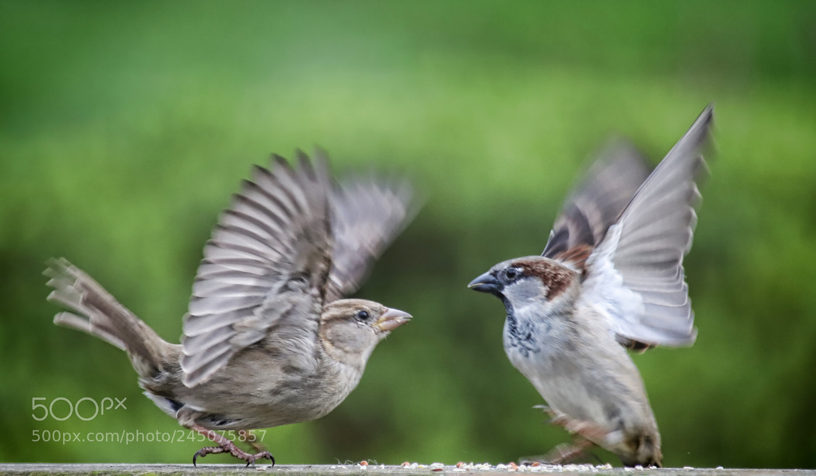 Canon EOS 6D Mark II sample photo. Sparring sparrows photography