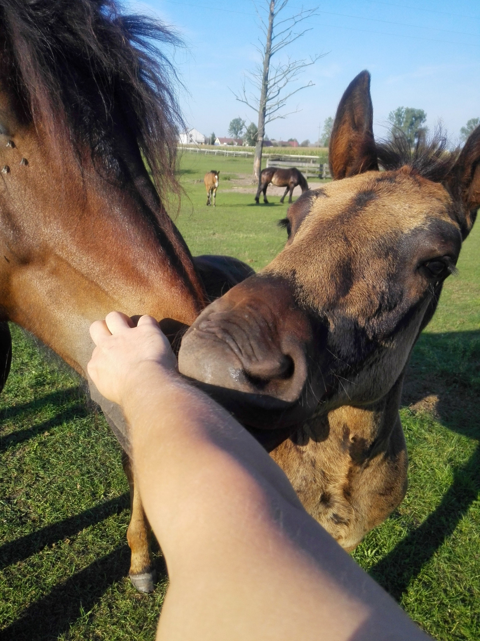 HUAWEI P7-L10 sample photo. Country side photography