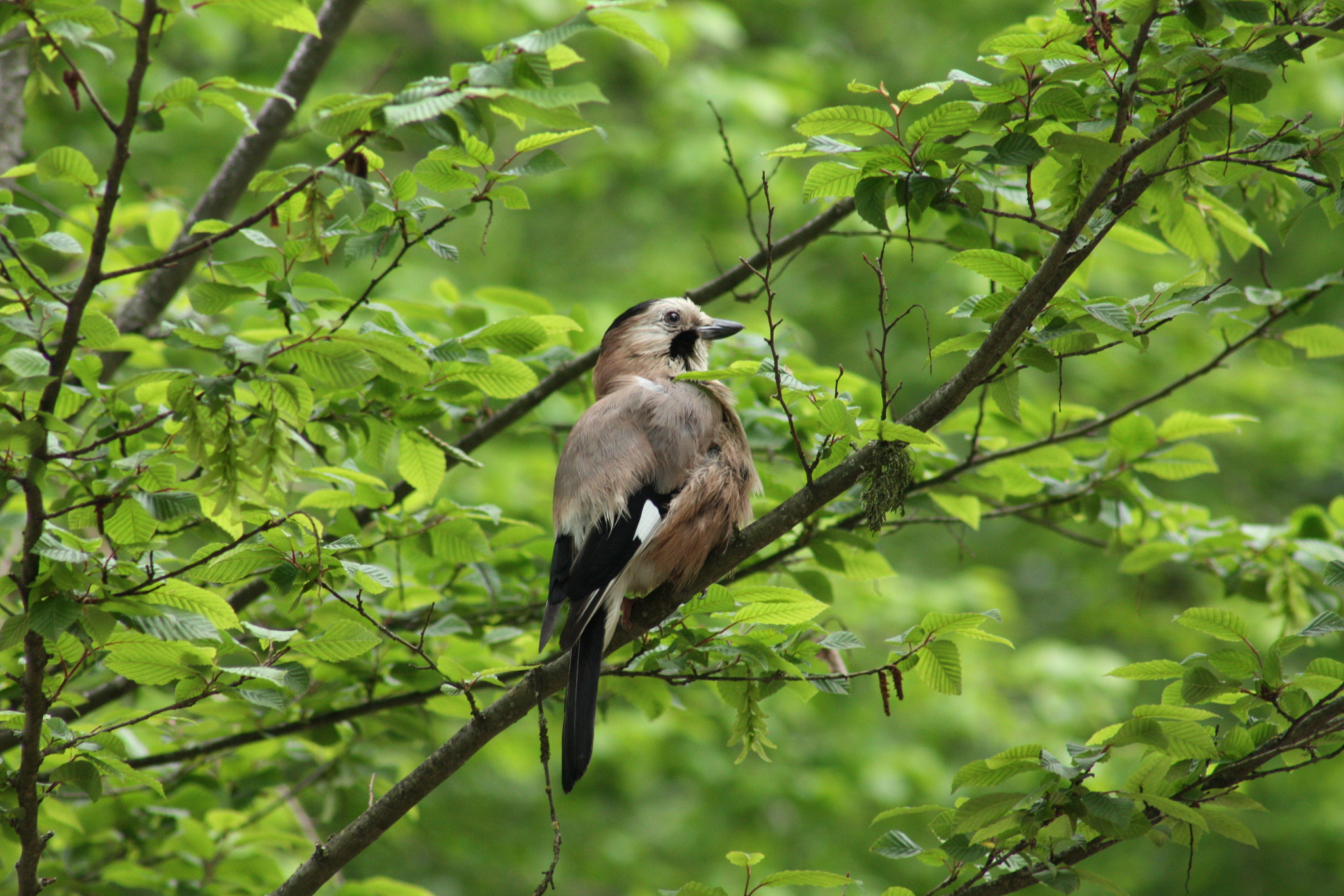 EF75-300mm f/4-5.6 sample photo. Bird_002 photography