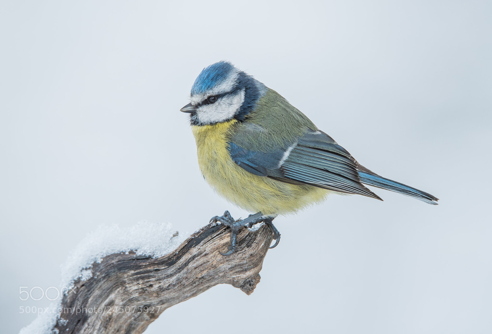 Nikon D810 sample photo. Herrerillo y la nieve photography