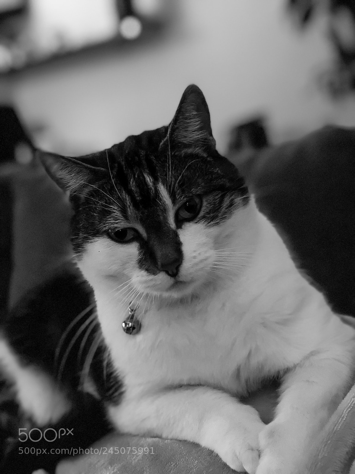 Apple iPhone X sample photo. Relaxing or should i photography