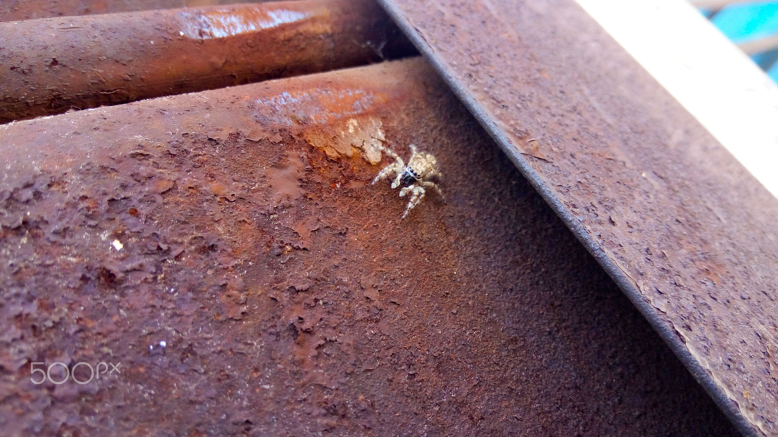 Lenovo VIBE X3 LITE sample photo. Spider on rusted metal photography