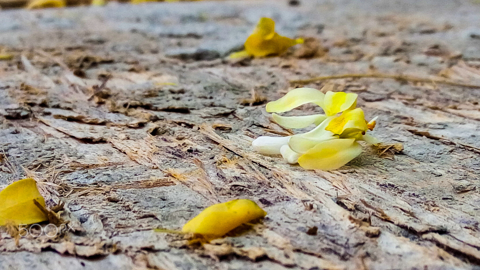Lenovo VIBE X3 LITE sample photo. Flowers photography