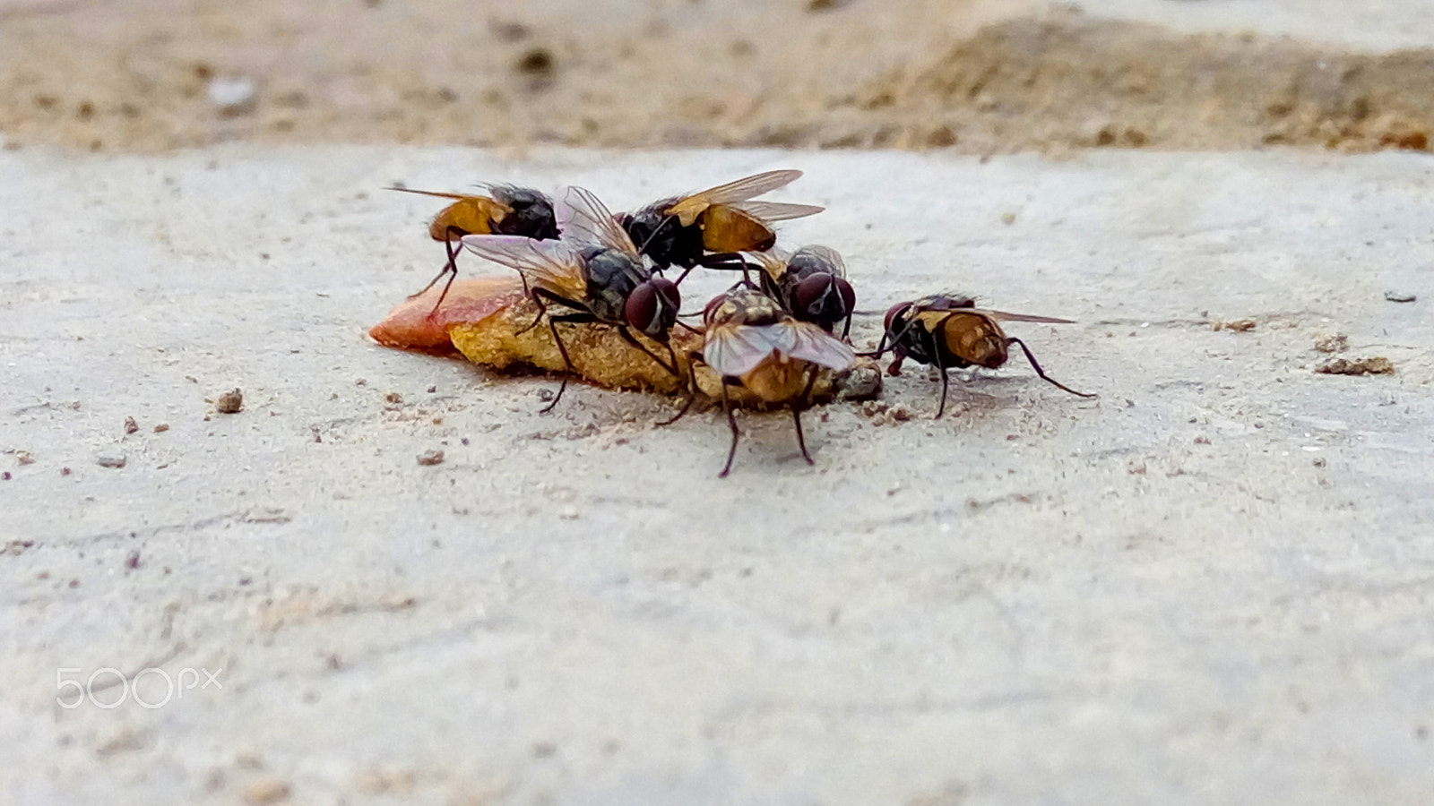 Lenovo VIBE X3 LITE sample photo. Houseflies on ground photography
