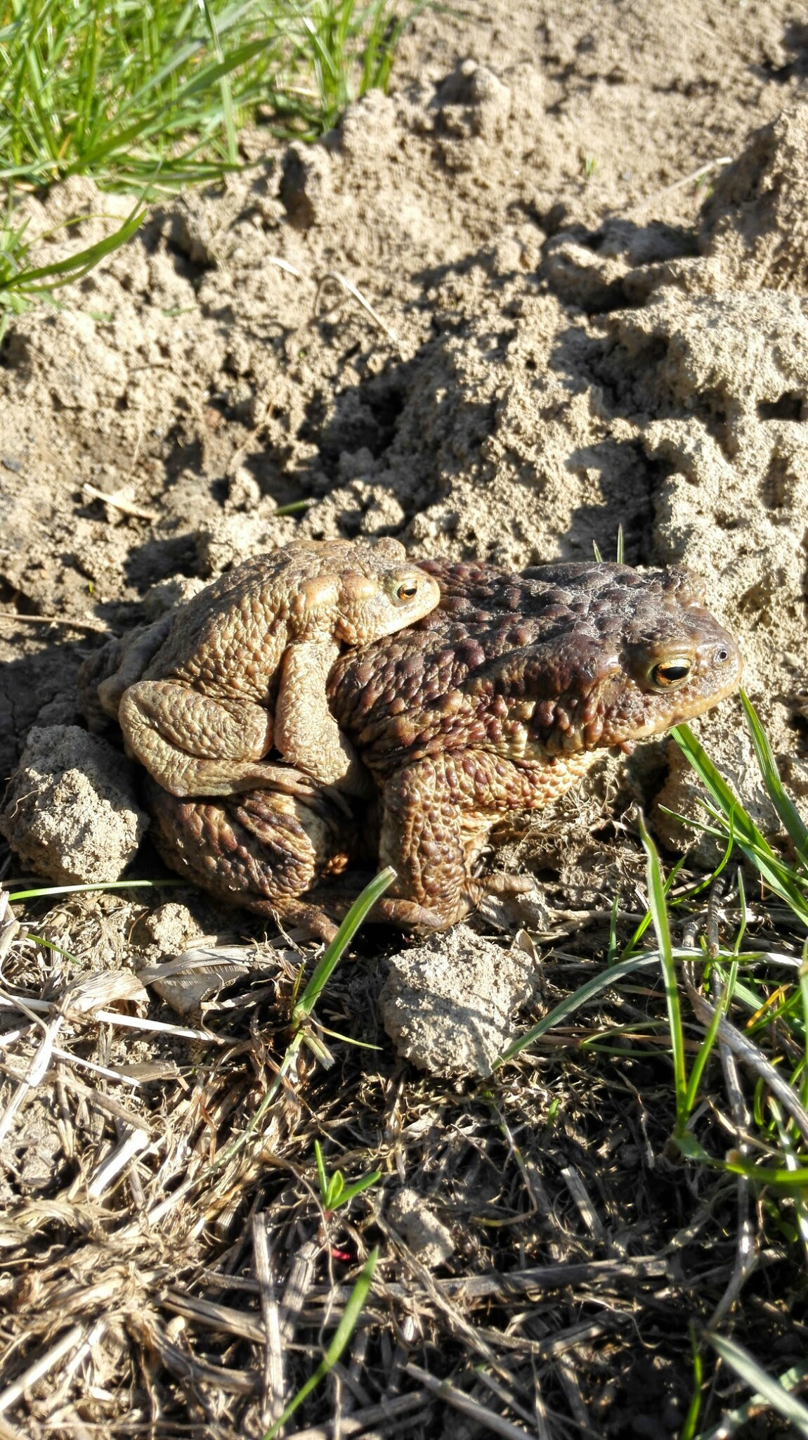 HUAWEI Mate 7 sample photo. Even frog take care about baby photography