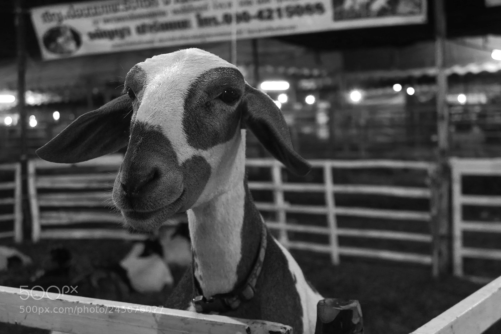 Canon PowerShot G7 X sample photo. Untitled photography
