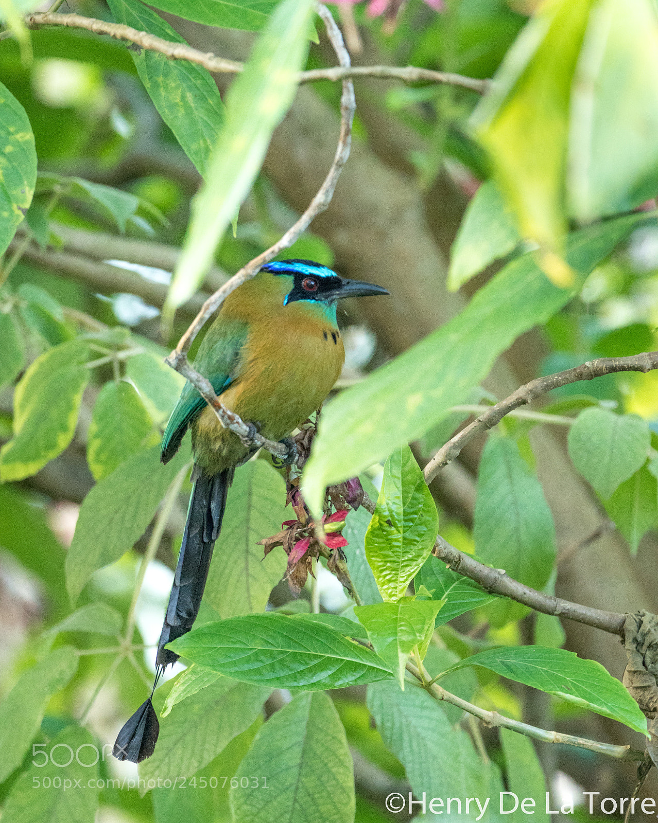 Canon EOS 7D Mark II sample photo. Blue crowned motmot photography