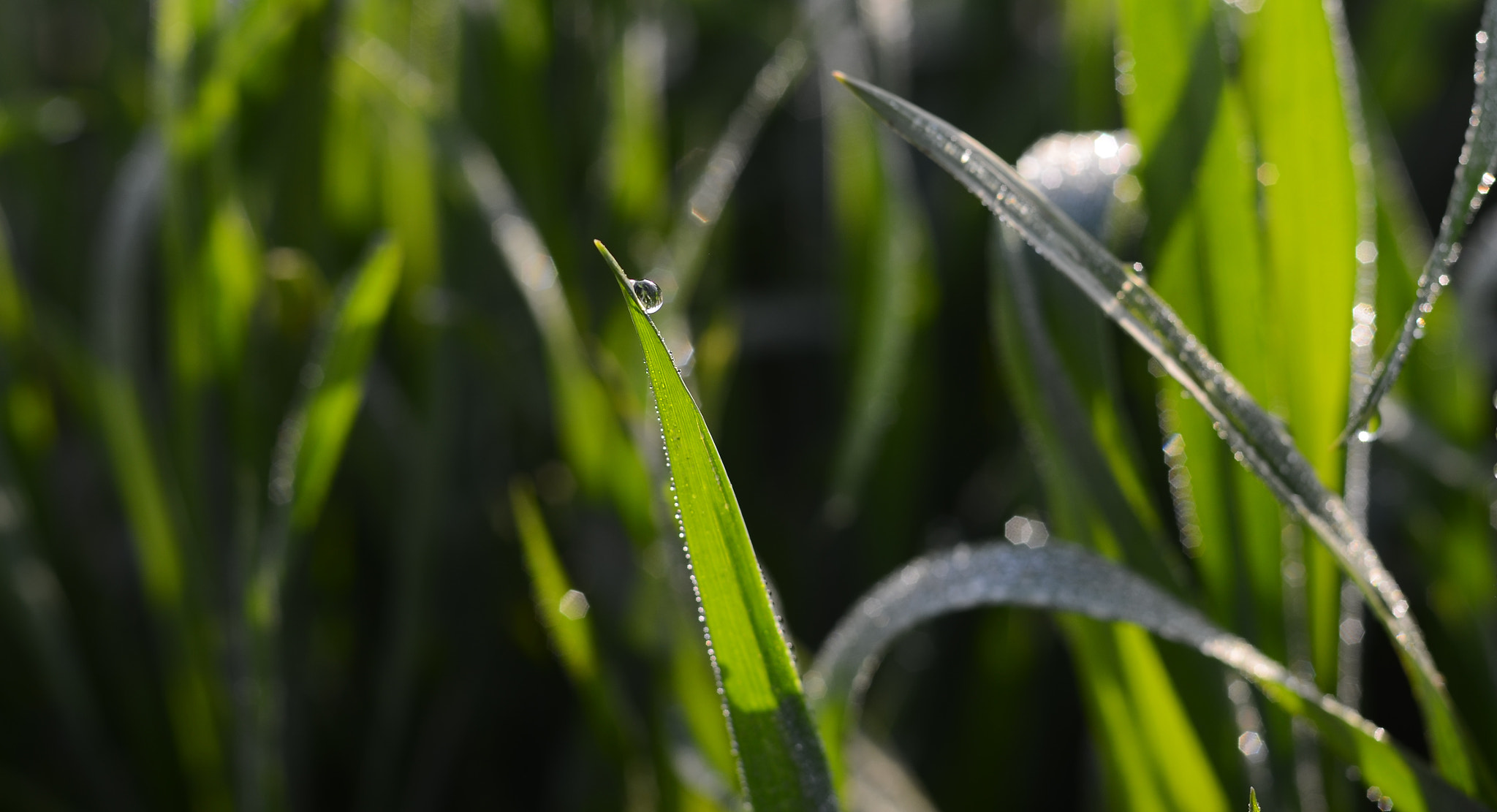 Manual Lens No CPU sample photo. Morning buddy photography