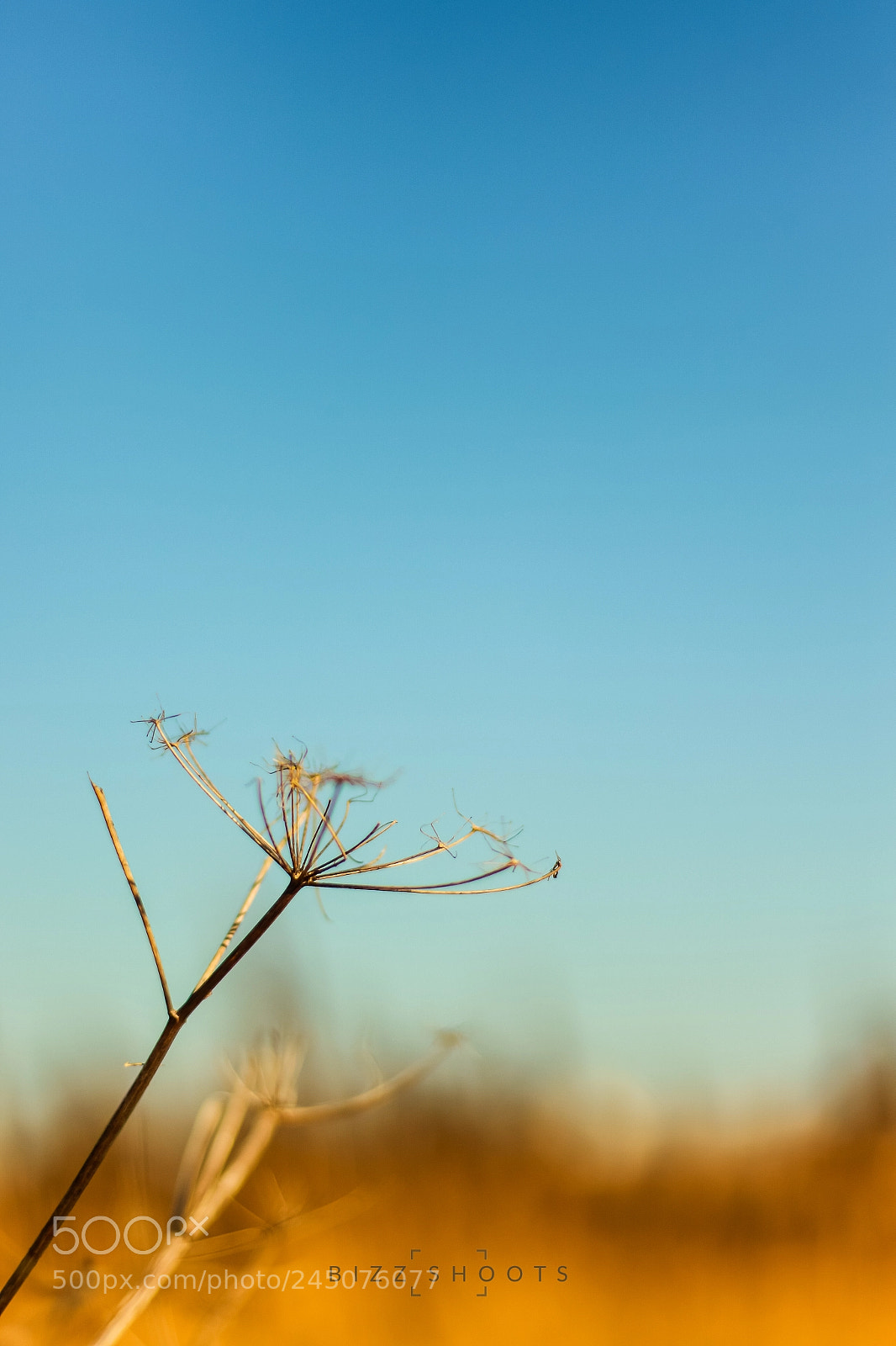 Canon EOS 7D Mark II sample photo. New life photography