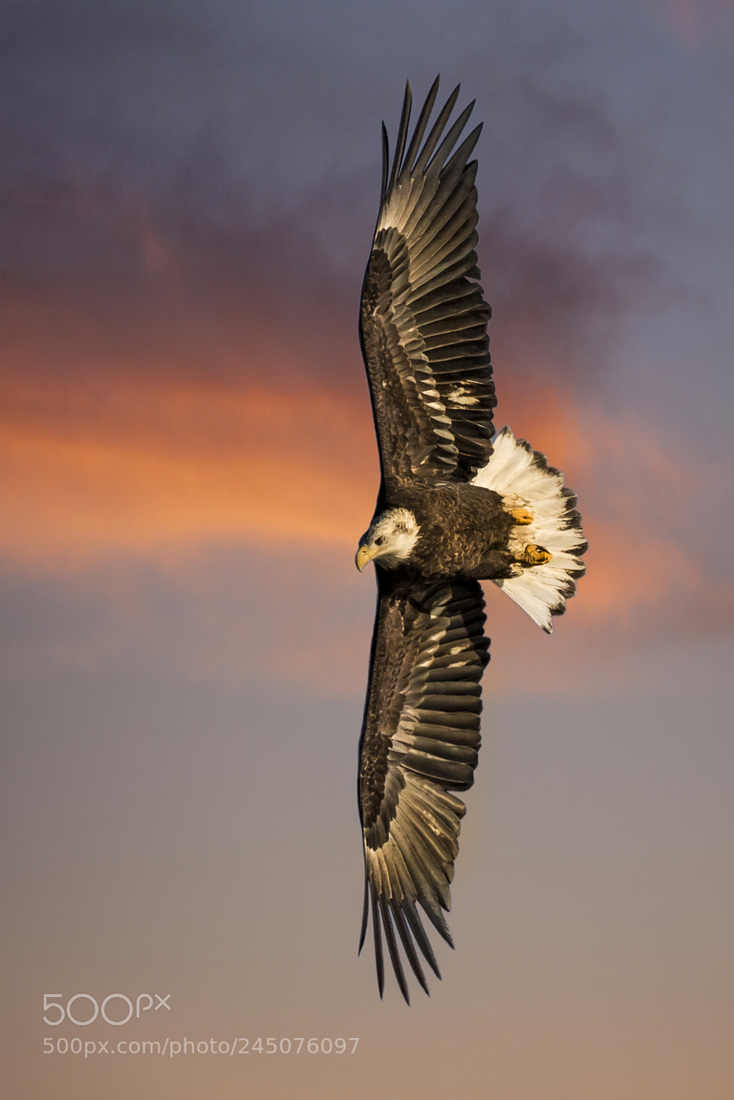 Canon EOS 7D Mark II sample photo. Vertical flight at sunset photography