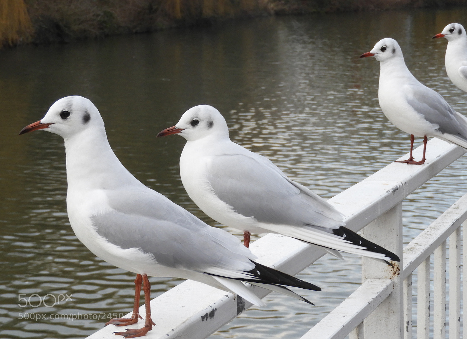 Nikon Coolpix B700 sample photo. Gulls photography