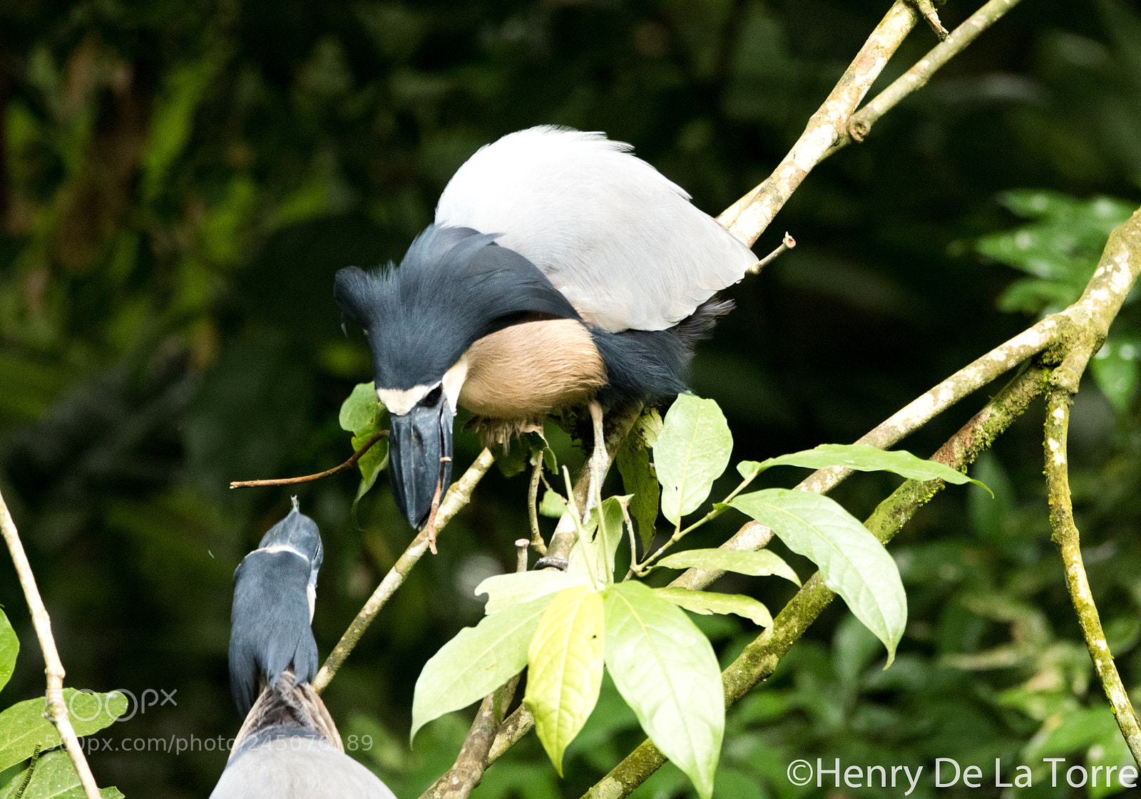 Canon EOS 7D Mark II sample photo. Boat billed heron photography