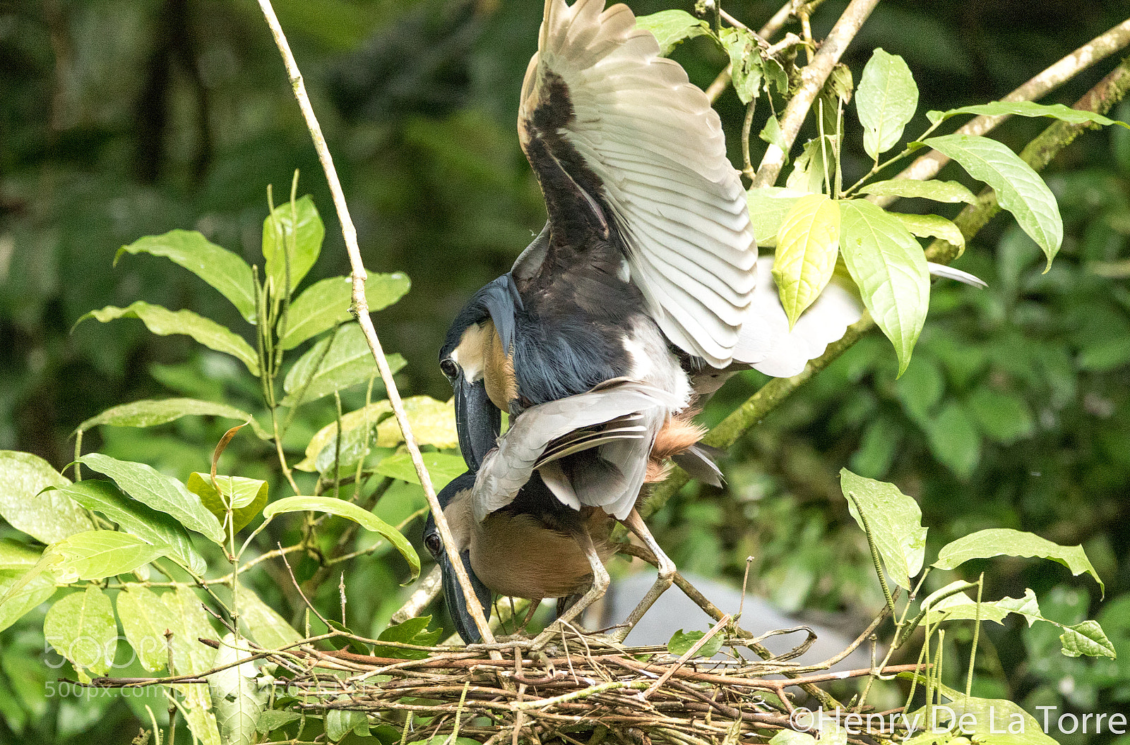 Canon EOS 7D Mark II sample photo. Boat billed heron photography