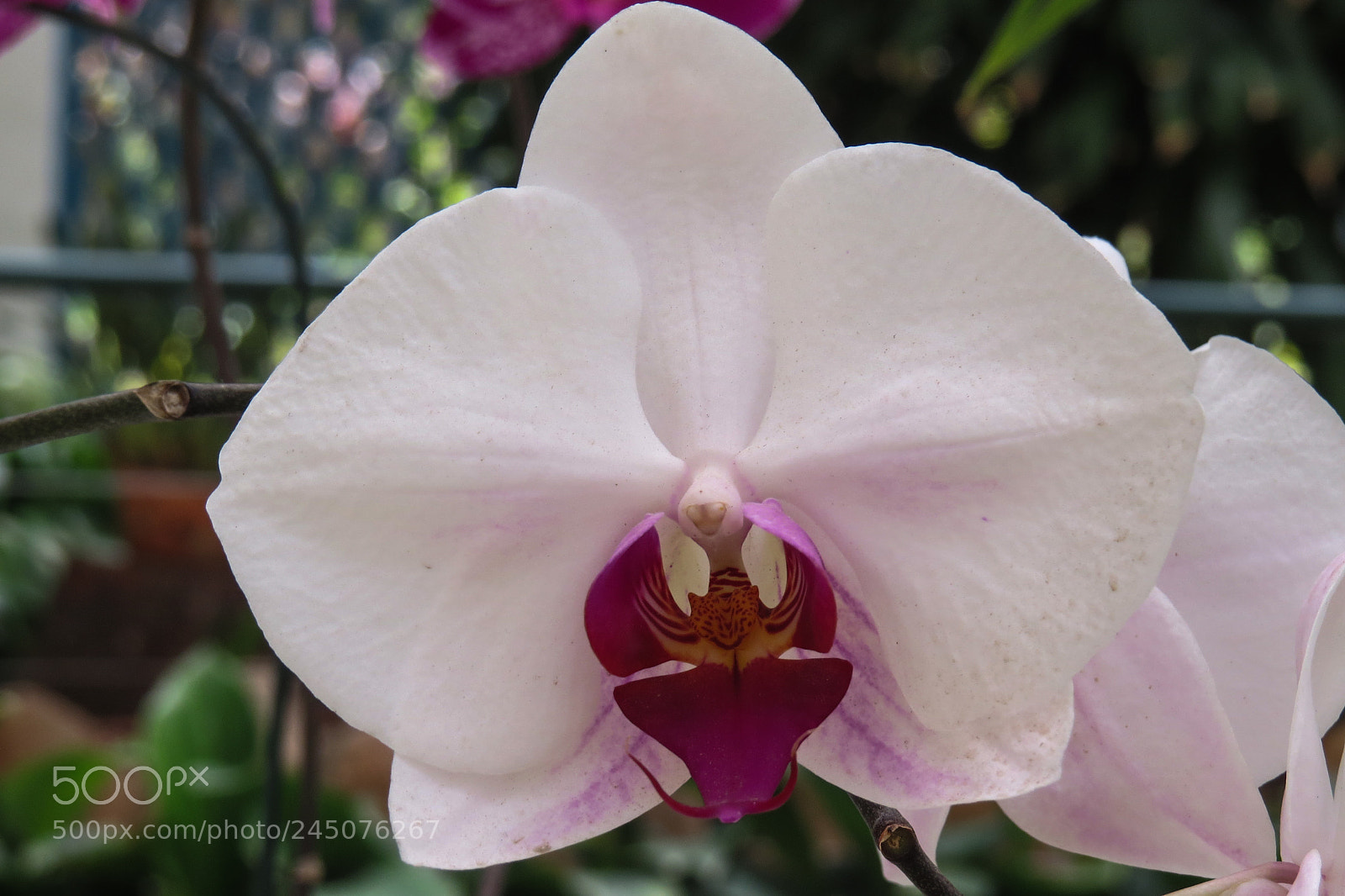 Canon PowerShot SX50 HS sample photo. Img photography