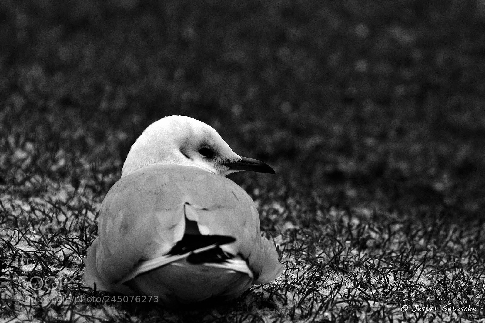 Canon EOS 40D sample photo. Untitled photography