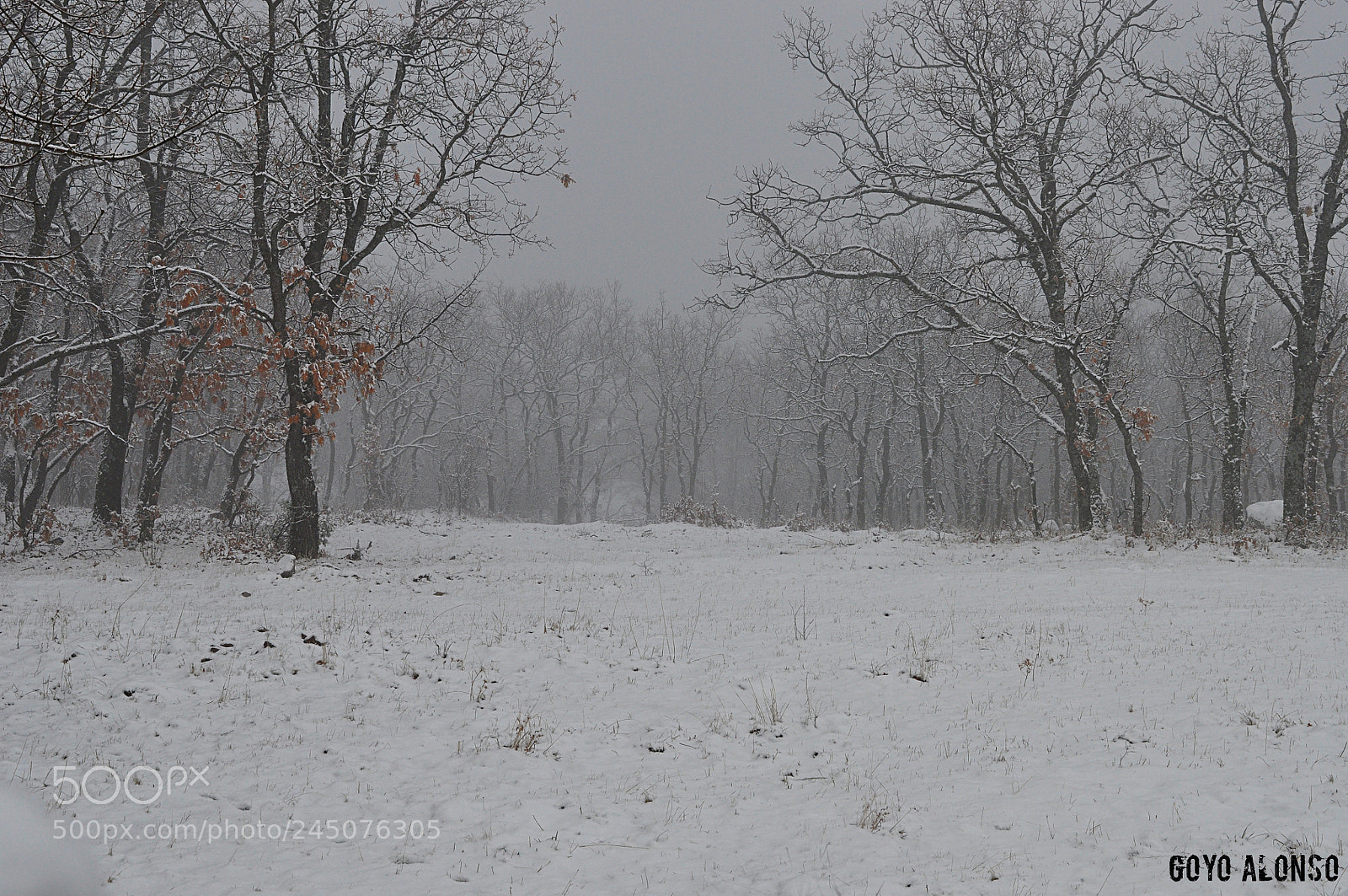 Nikon D5000 sample photo. Nieves photography