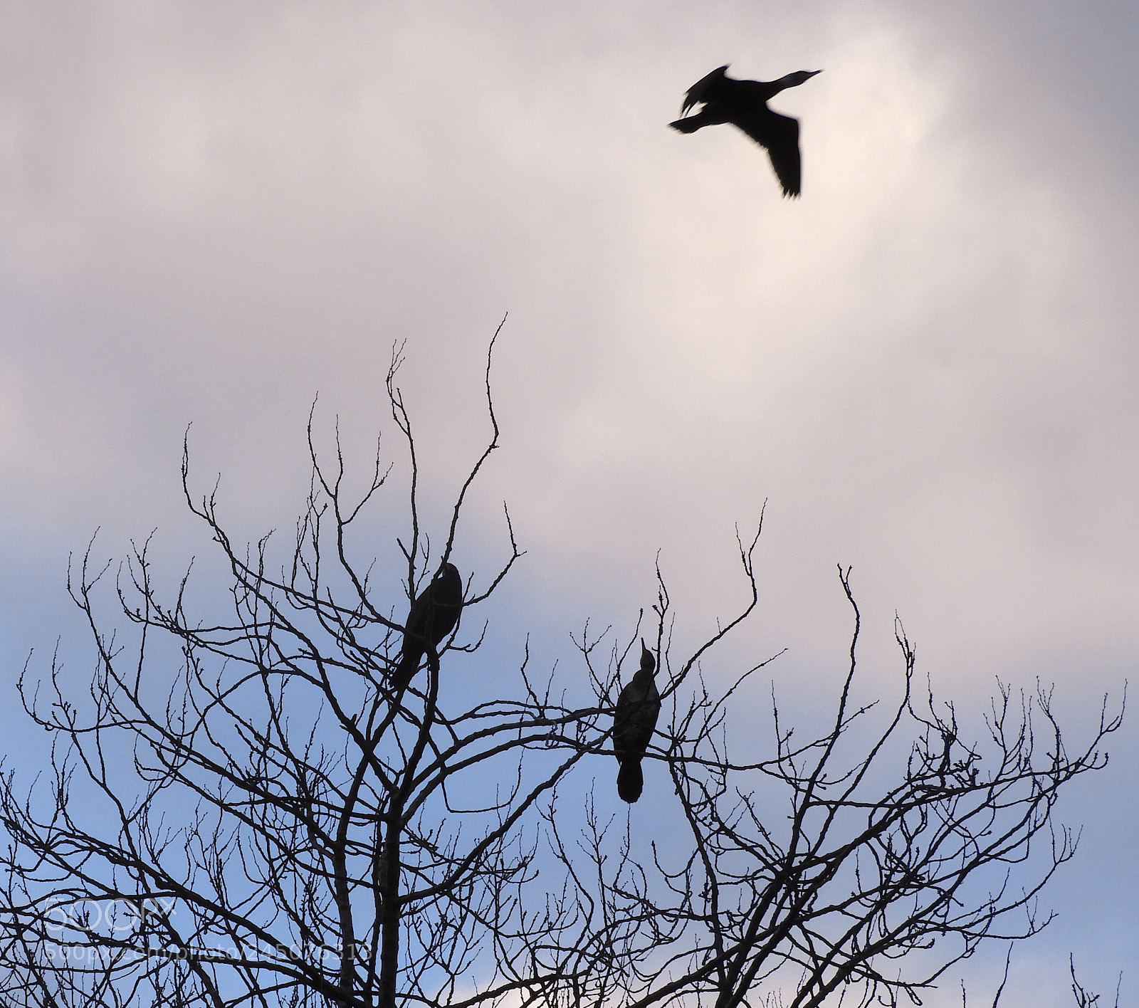 Nikon Coolpix B700 sample photo. Cormorants in the treetops photography