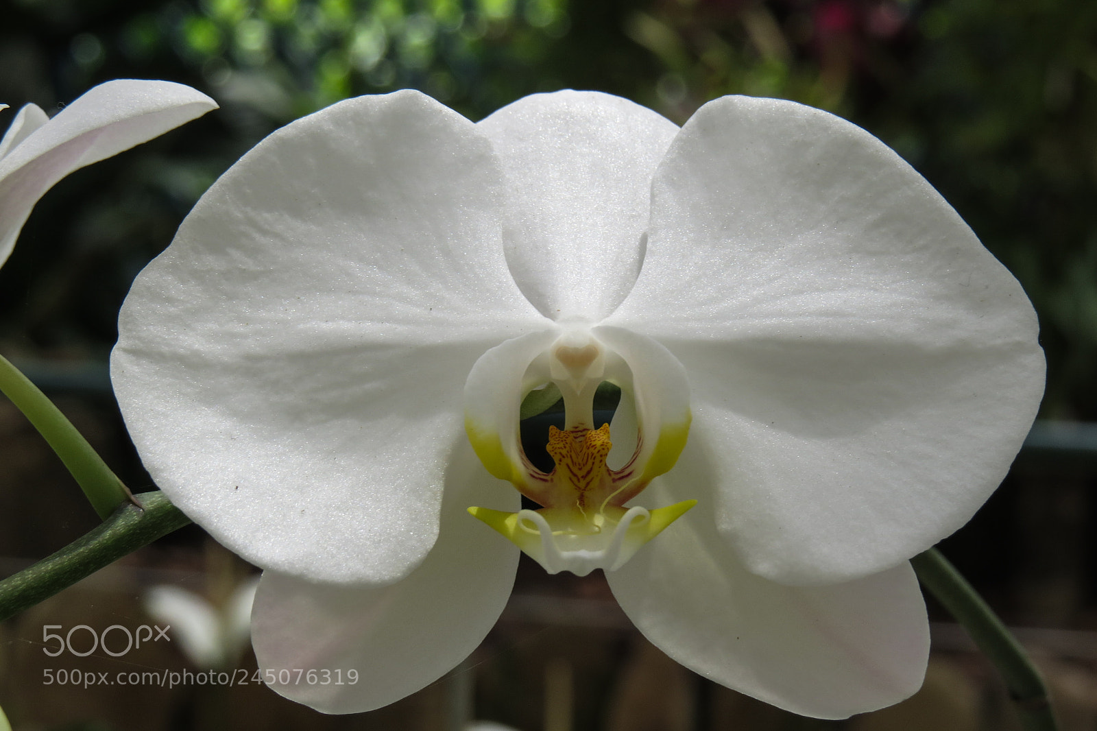 Canon PowerShot SX50 HS sample photo. Img photography