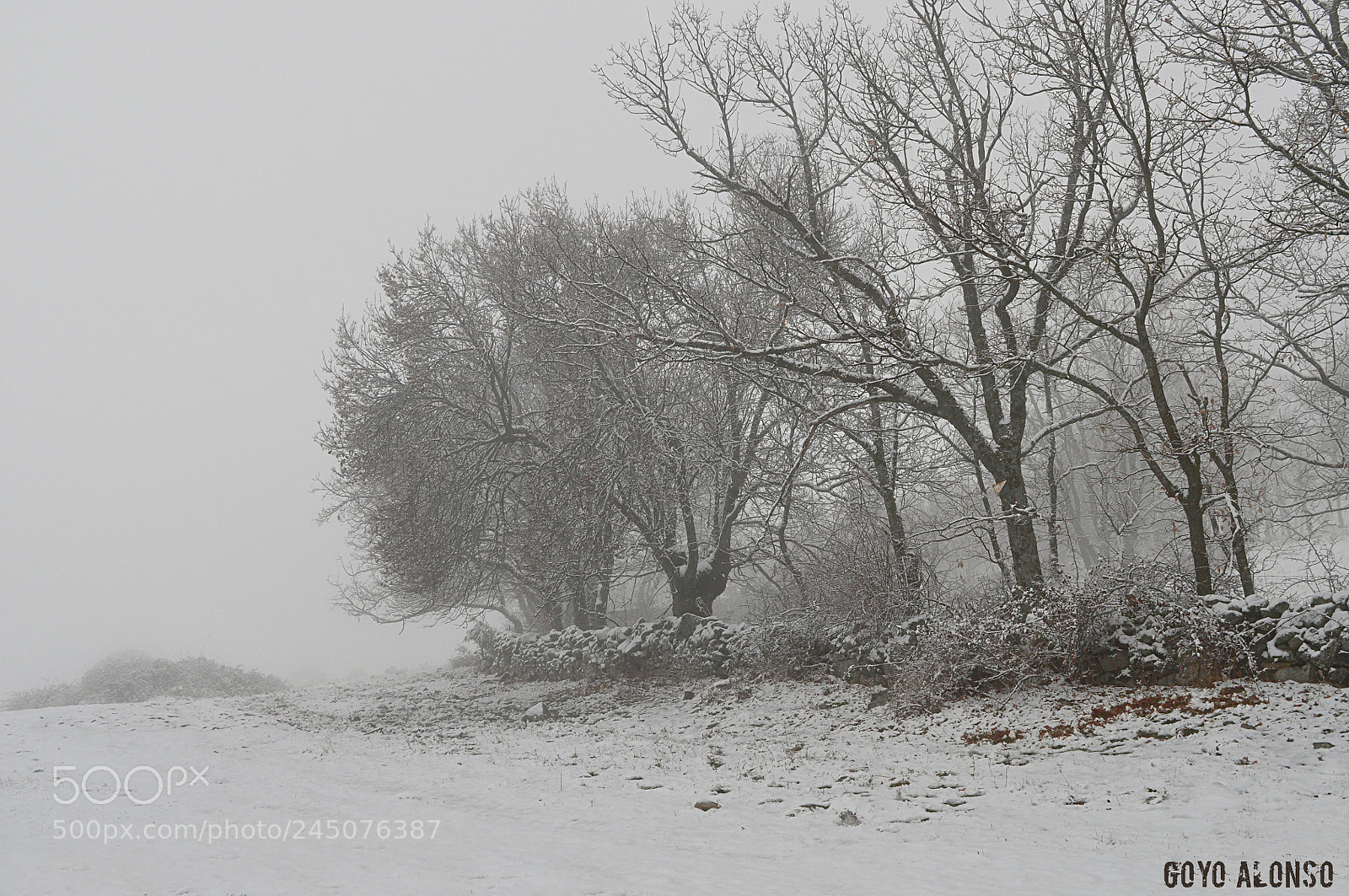 Nikon D5000 sample photo. Nieves photography