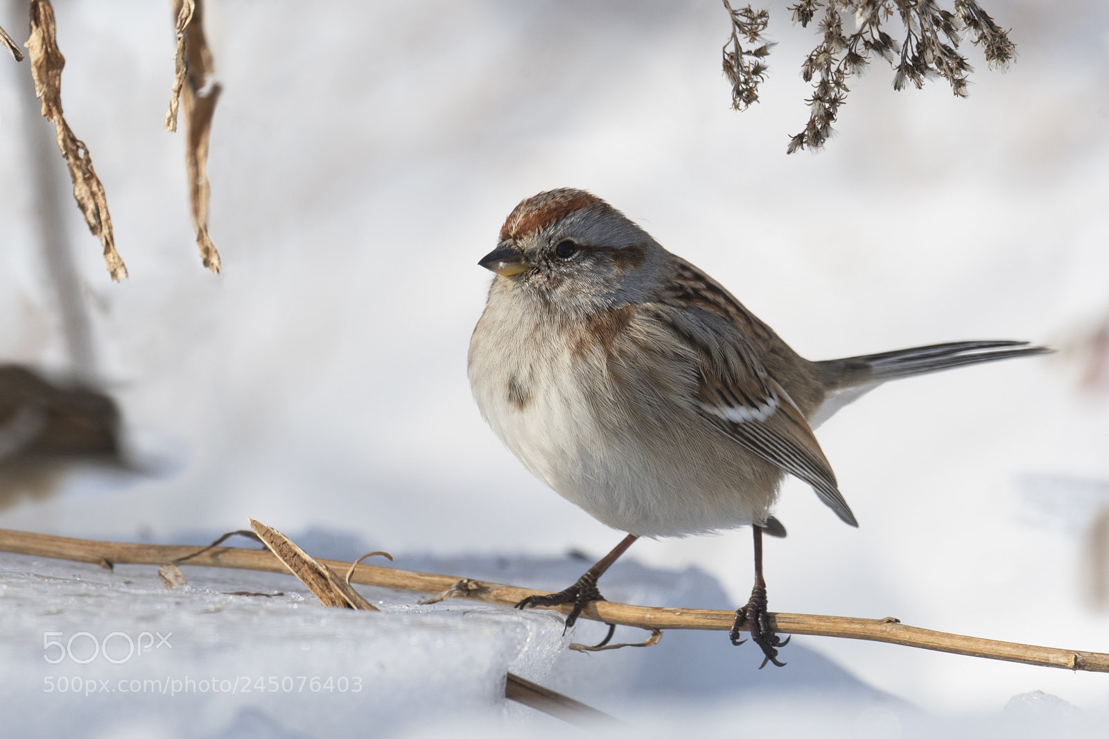 Nikon D500 sample photo. Bruant hudsonien / american sparrow photography
