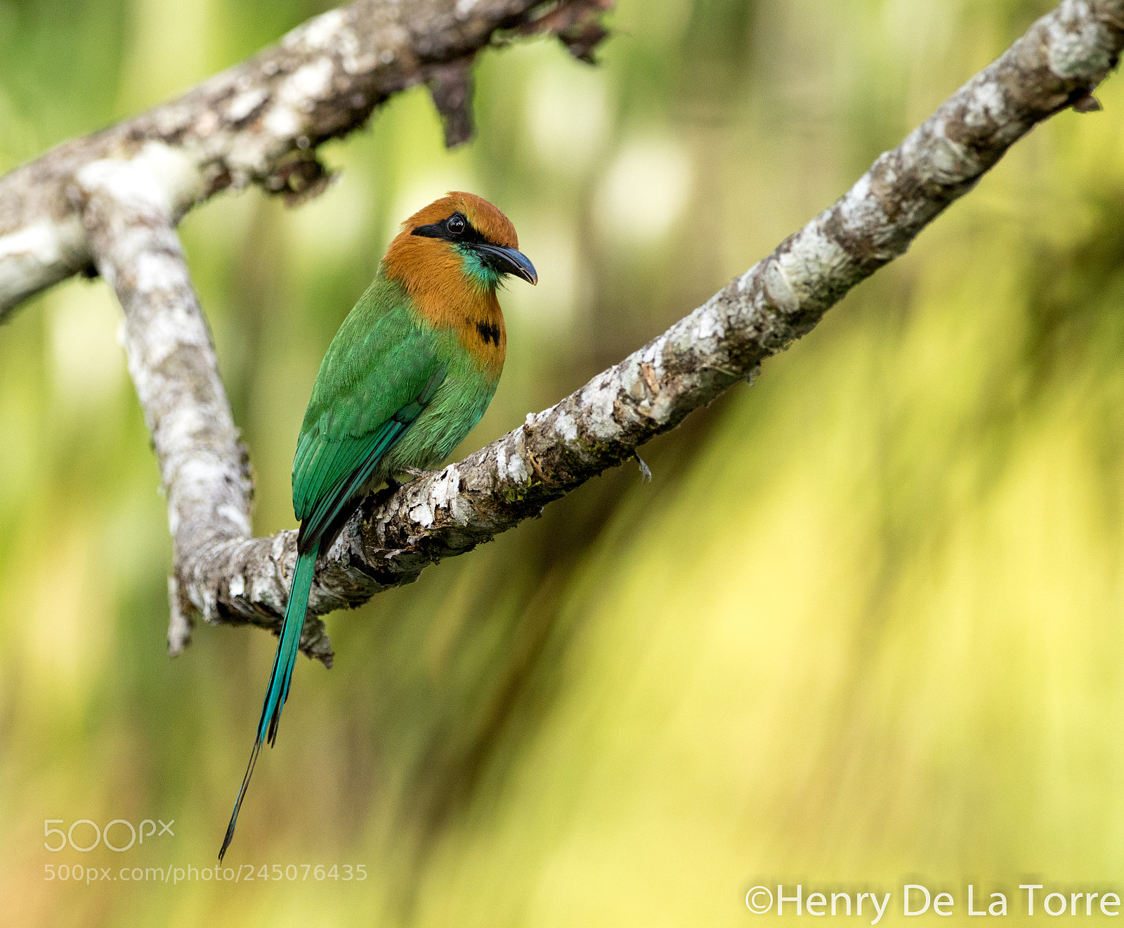 Canon EOS 7D Mark II sample photo. Broad billed motmot photography