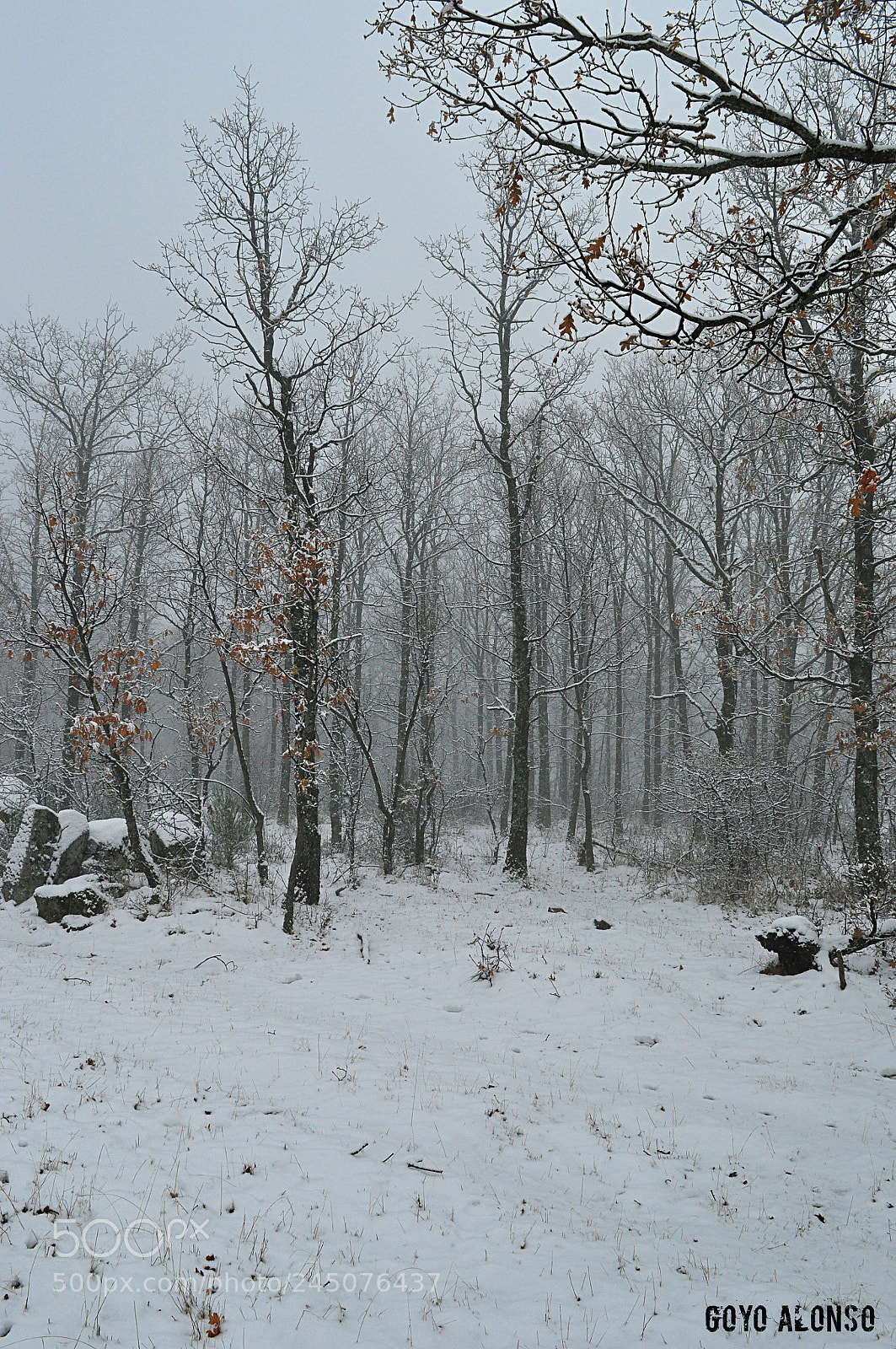 Nikon D5000 sample photo. Nieves photography
