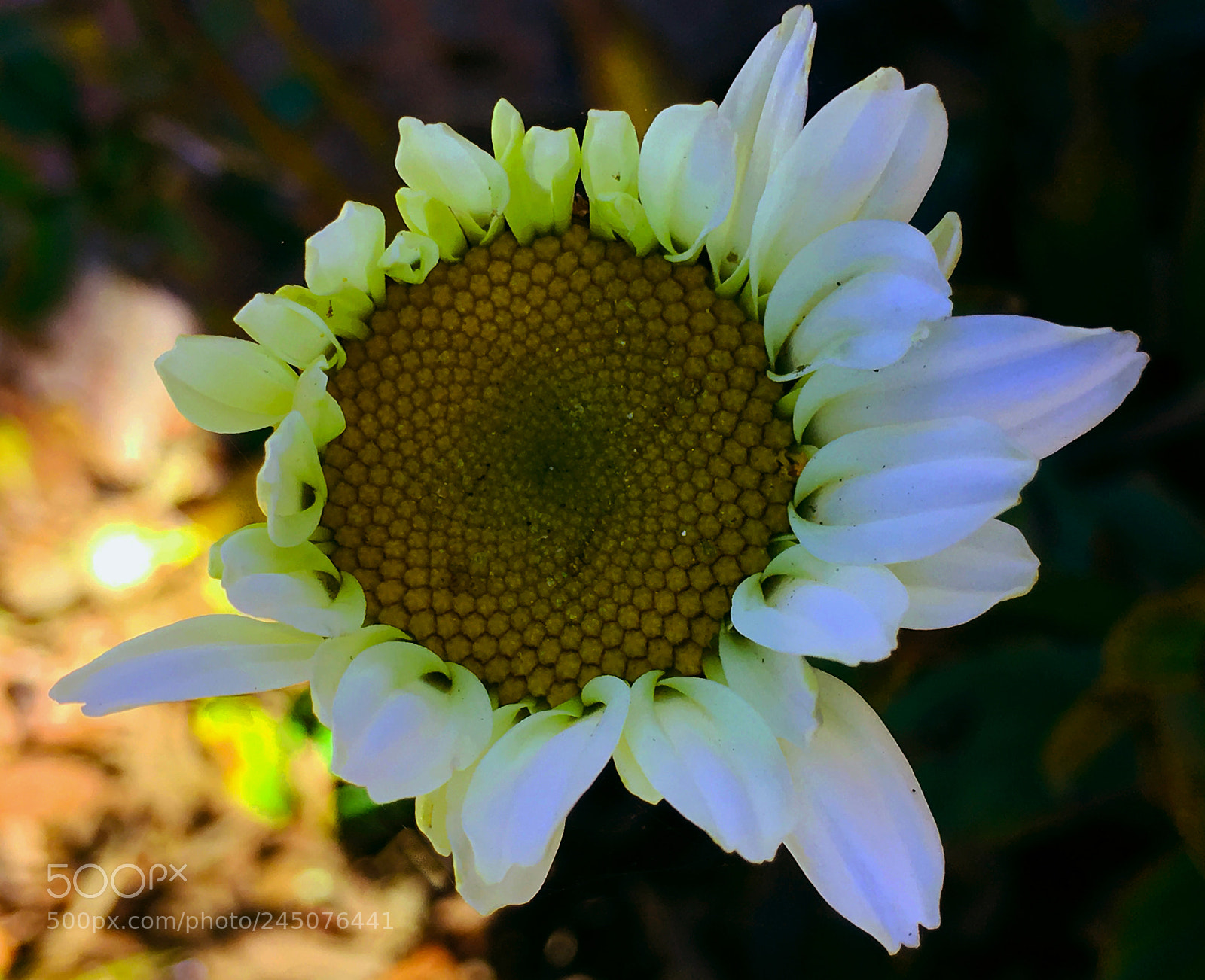 Apple iPhone 6s Plus sample photo. Flor photography
