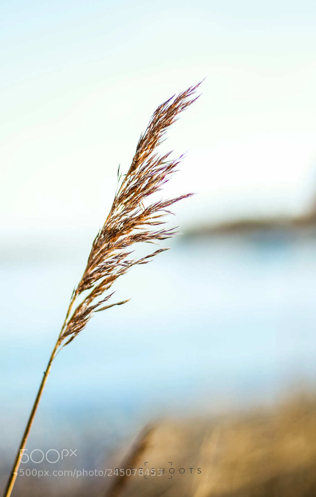 Canon EOS 7D Mark II sample photo. Alone photography