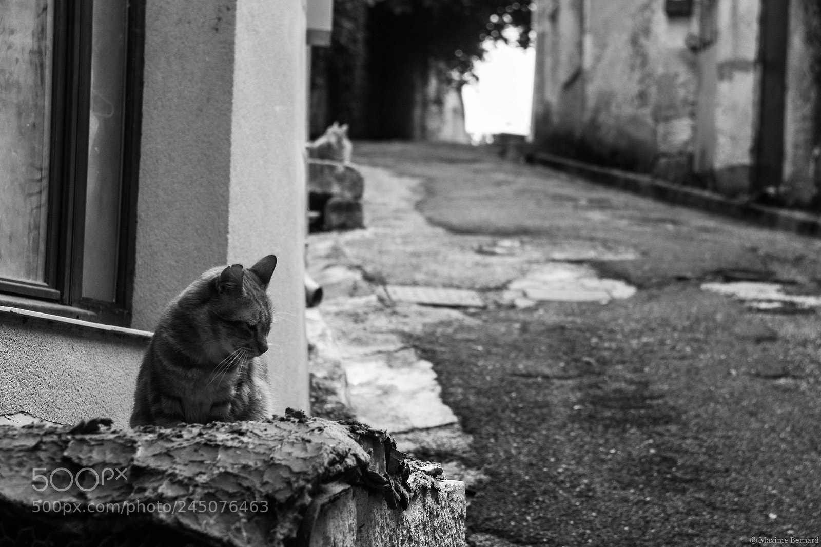 Canon EOS 650D (EOS Rebel T4i / EOS Kiss X6i) sample photo. Binôme félin photography