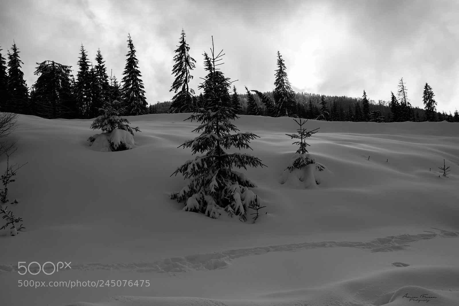 Nikon D5200 sample photo. Snowscape in b&w photography