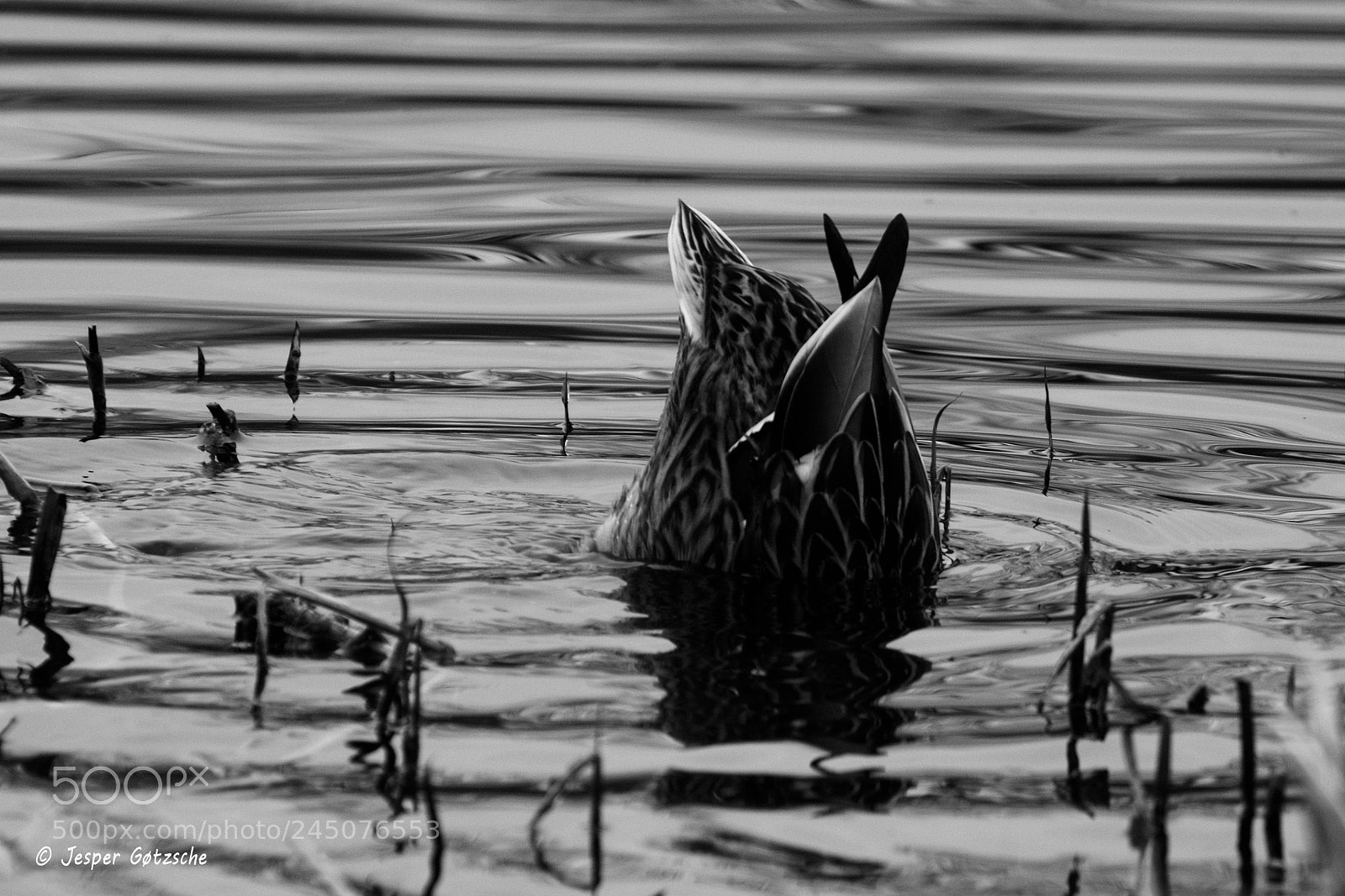 Canon EOS 40D sample photo. Untitled photography