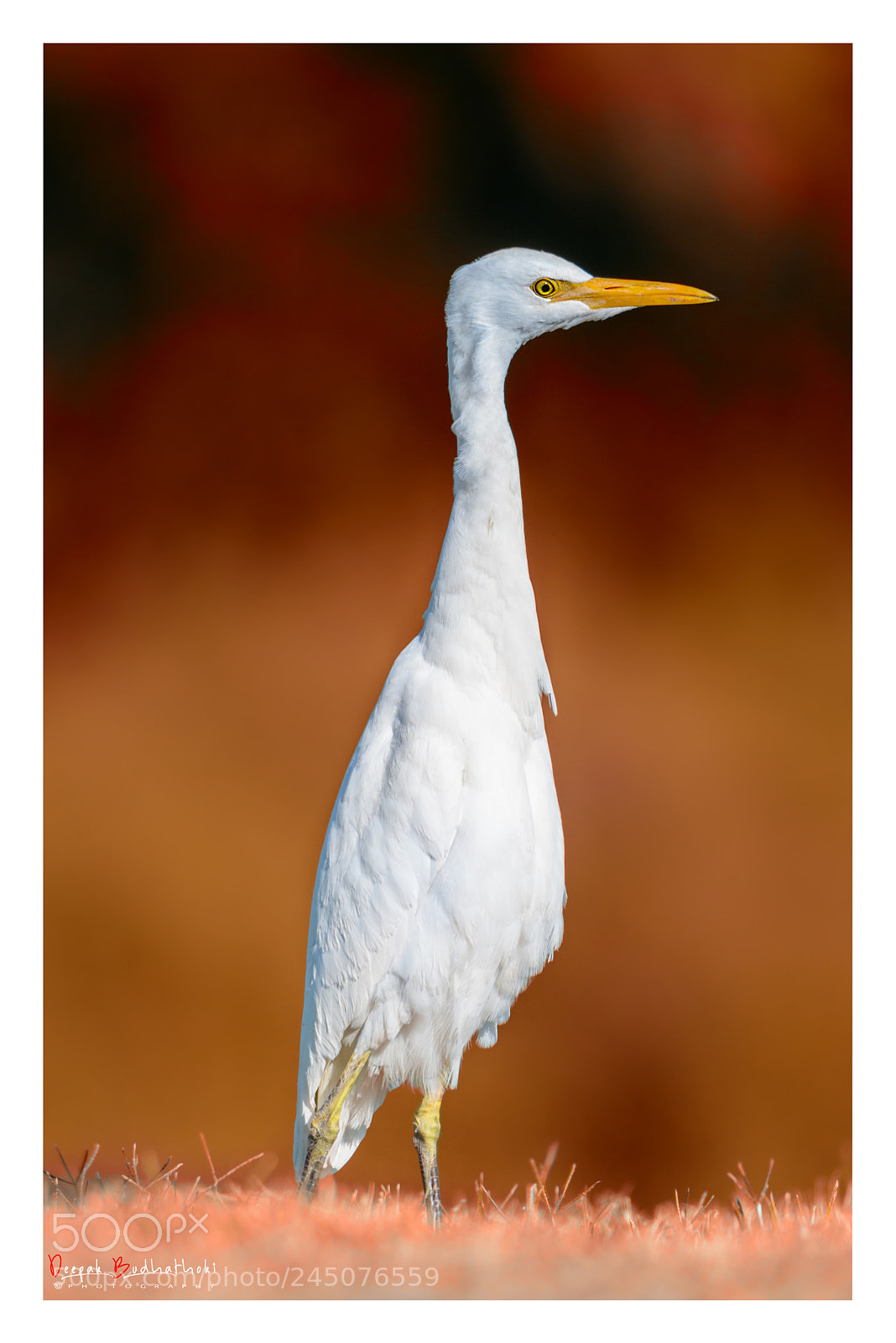 Nikon D7100 sample photo. Great egret photography
