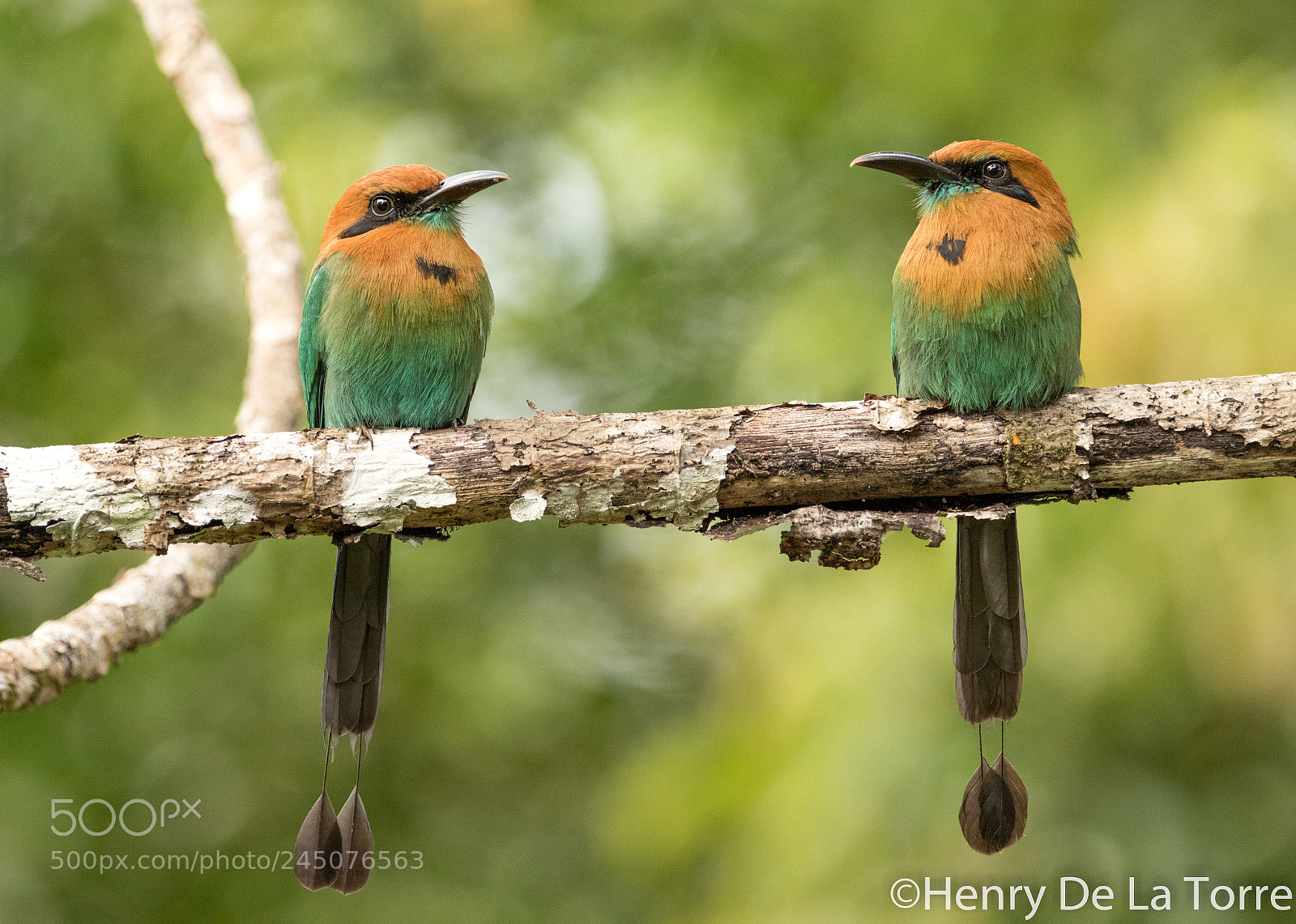 Canon EOS 7D Mark II sample photo. Broad billed motmot photography