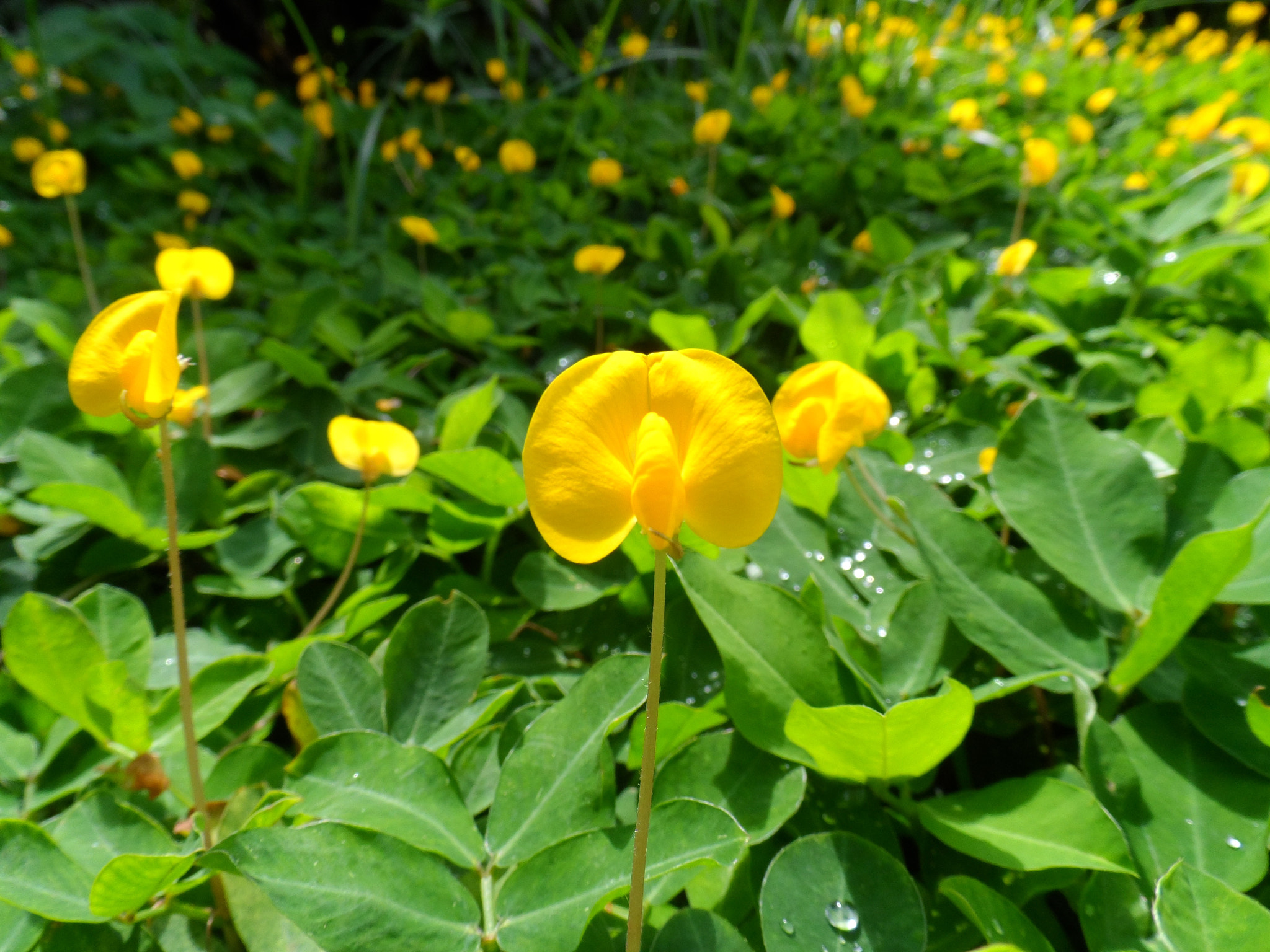 Samsung WB150 / WB150F / WB152 / WB152F / WB151 sample photo. Bee photography