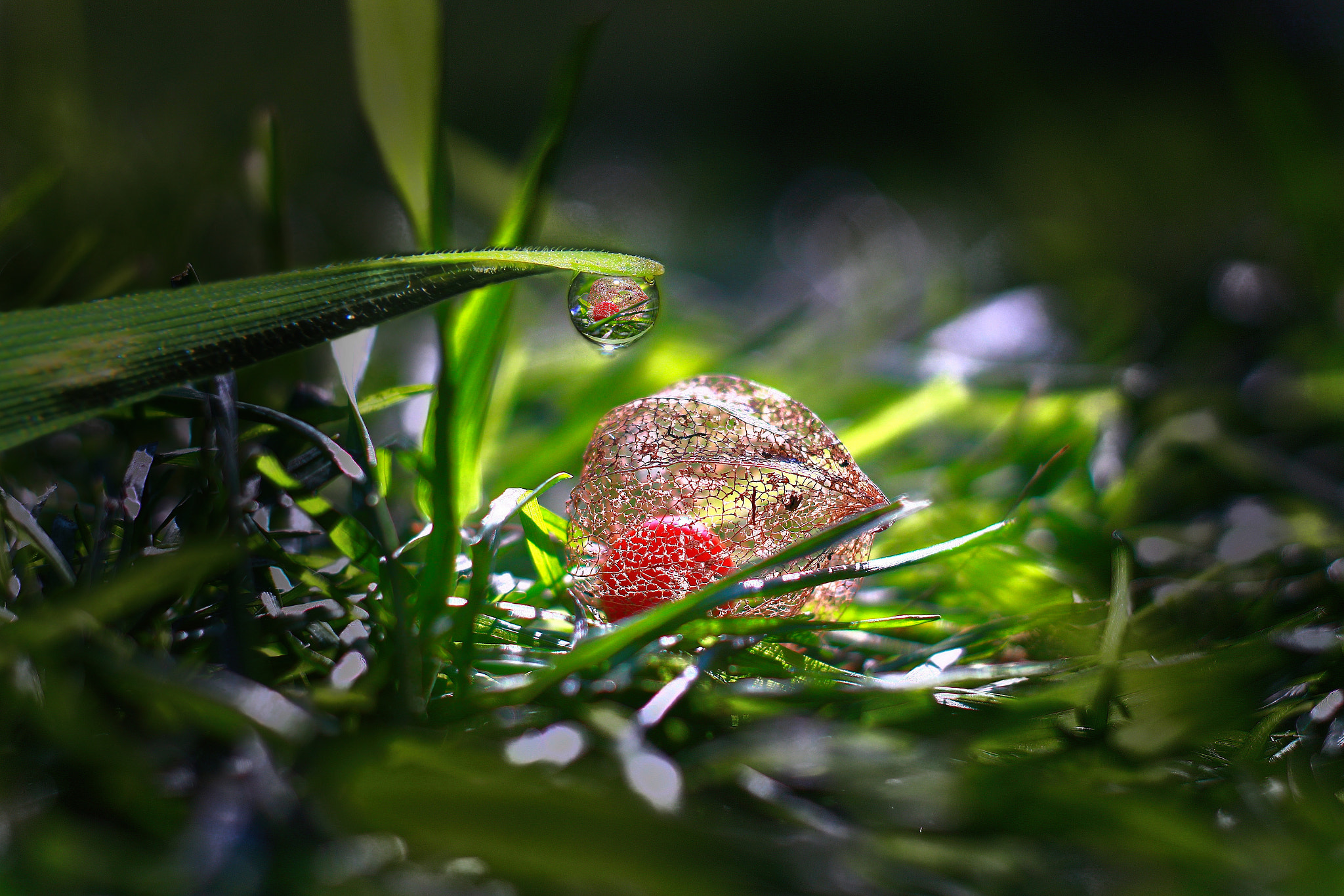 Canon 50mm sample photo. Drop food photography