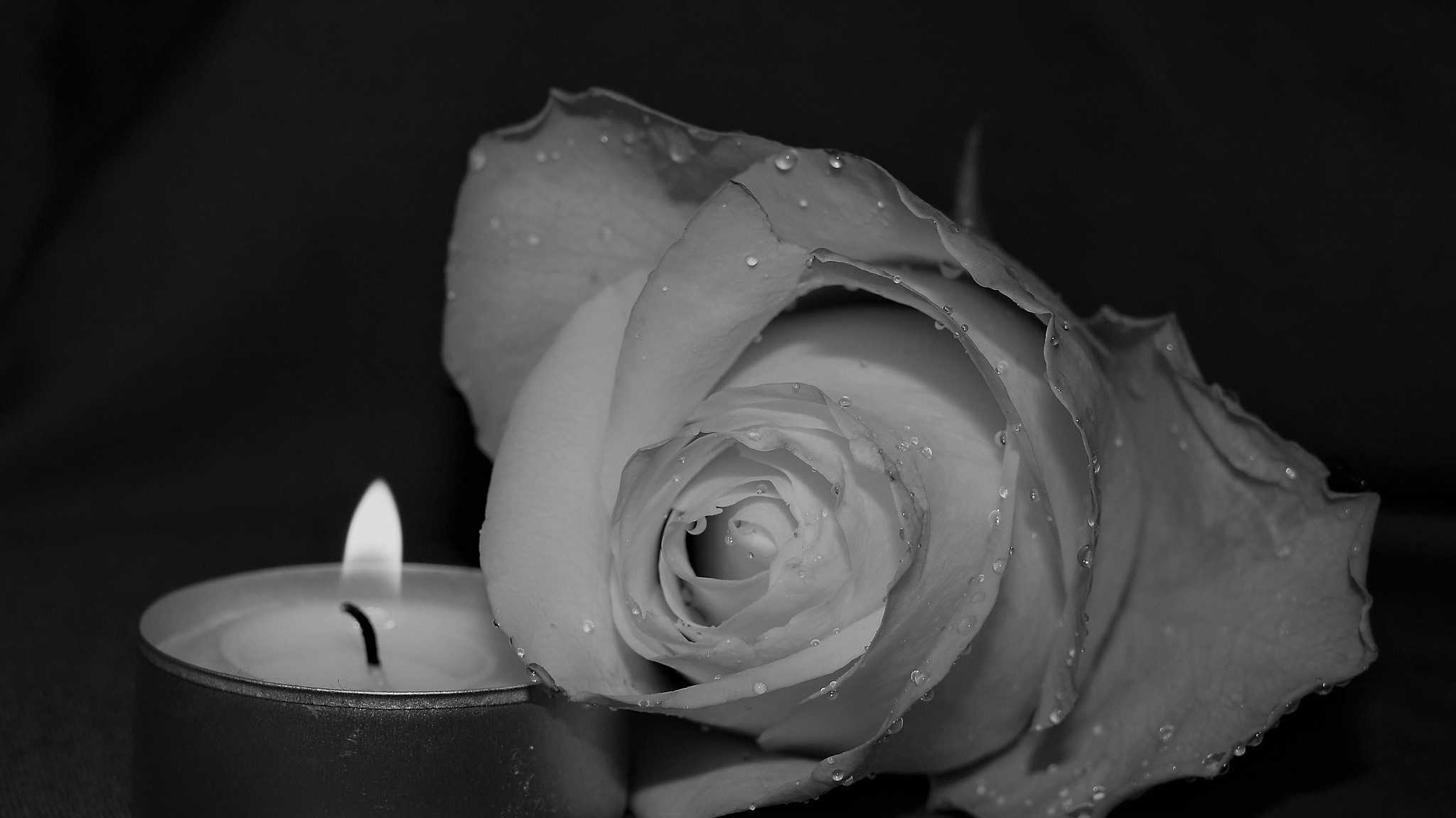 Sony Alpha NEX-C3 sample photo. Burned rose photography