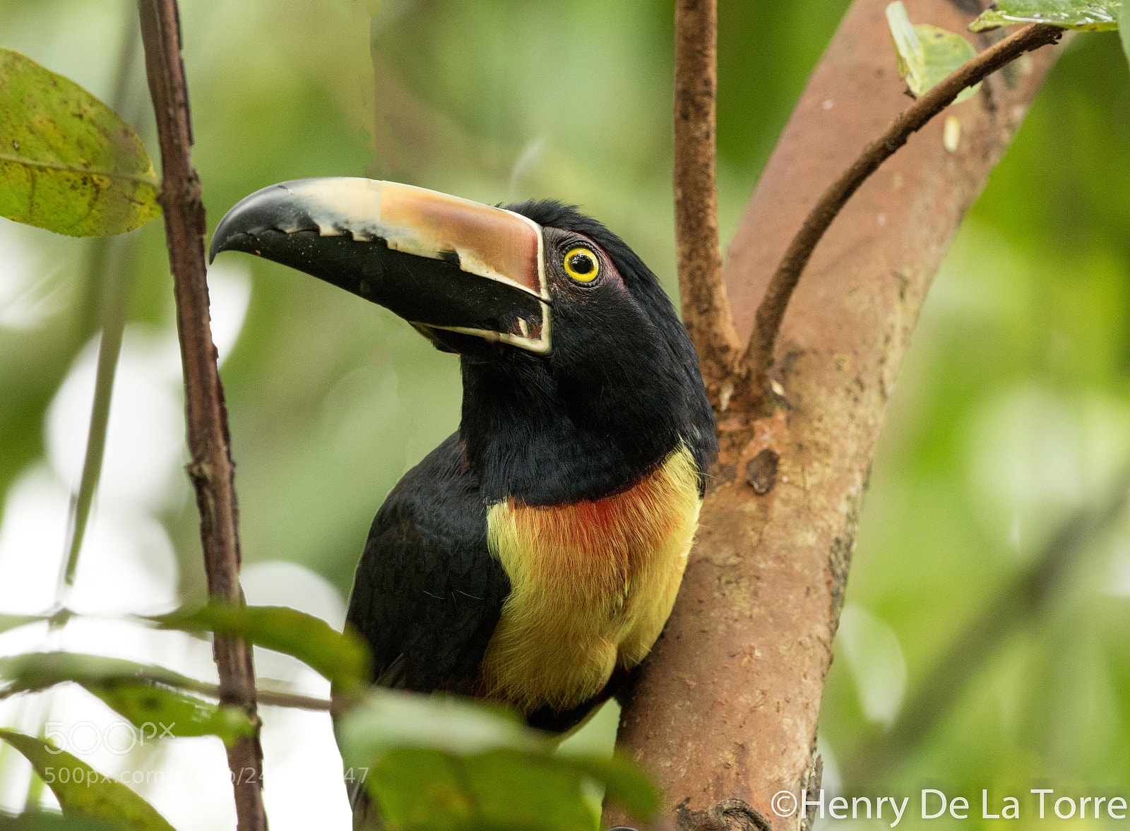 Canon EOS 7D Mark II sample photo. Collared aracari photography