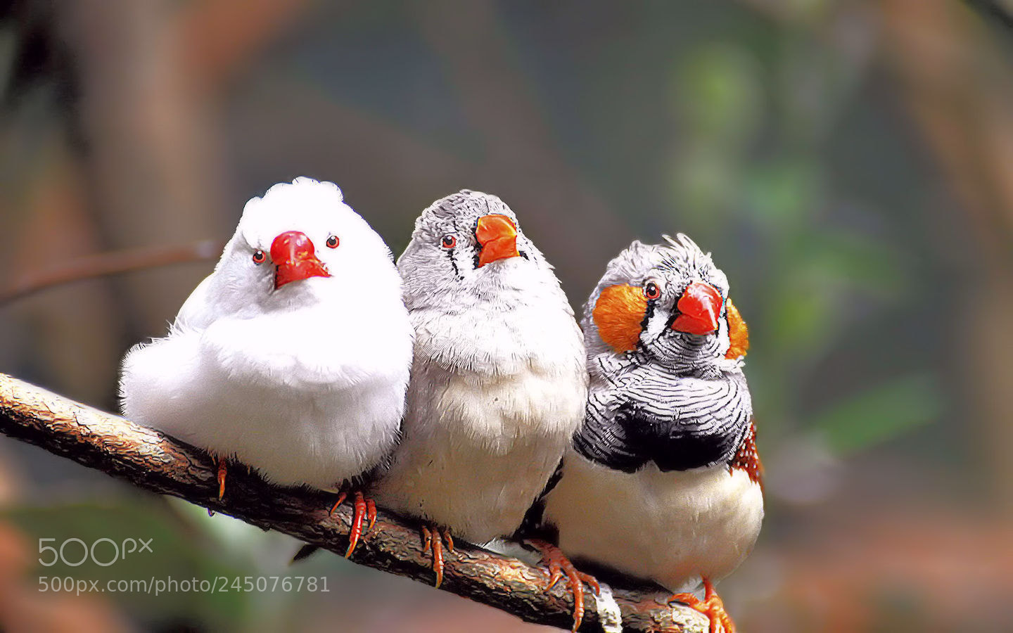Nikon D5000 sample photo. Diamantes mandarines photography