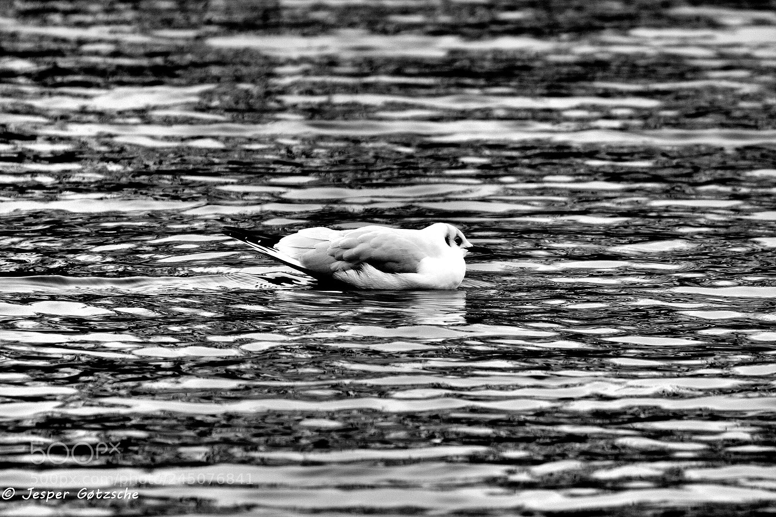 Canon EOS 40D sample photo. Untitled photography