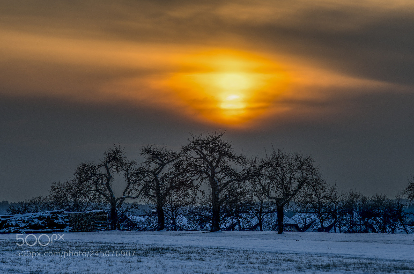 Nikon D500 sample photo. Winter sunset trees photography