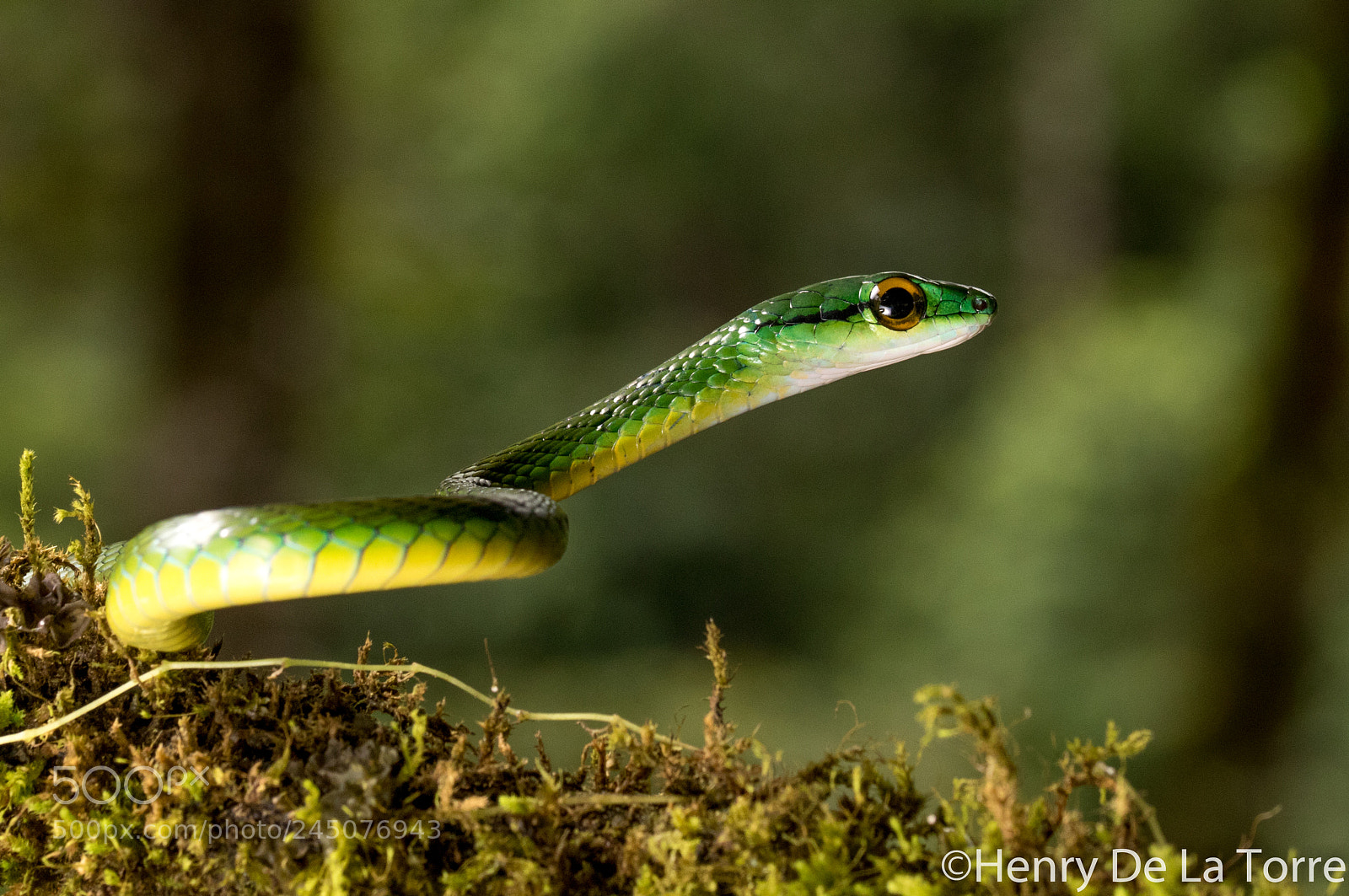 Canon EOS 7D Mark II sample photo. Cope's parrot snake photography